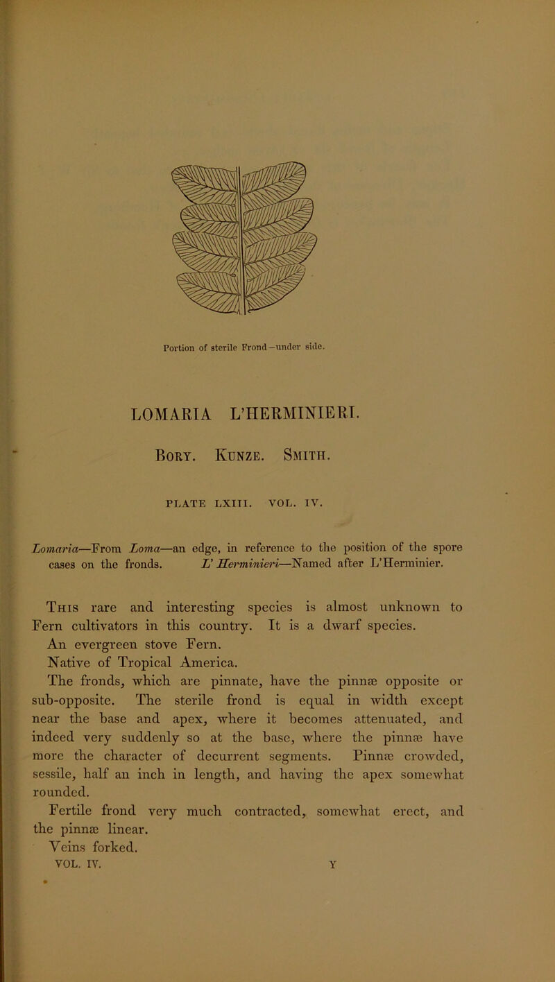 LOMARTA L’HERMINIERT. Bory. Iyunze. Smith. PLATE LXITI. VOL. IV. Lomaria—From Loma—an edge, in reference to the position of the spore cases on the fronds. I! Herminieri—Named after L’Herminier. This rare and interesting species is almost unknown to Fern cultivators in this country. It is a dwarf species. An evergreen stove Fern. Native of Tropical America. The fronds, which are pinnate, have the pinnae opposite or sub-opposite. The sterile frond is equal in width except near the base and apex, where it becomes attenuated, and indeed very suddenly so at the base, where the pinnae have more the character of decurrent segments. Pinnae crowded, sessile, half an inch in length, and having the apex somewhat rounded. Fertile frond very much contracted, somewhat erect, and the pinnae linear. Veins forked. VOL. IV. Y