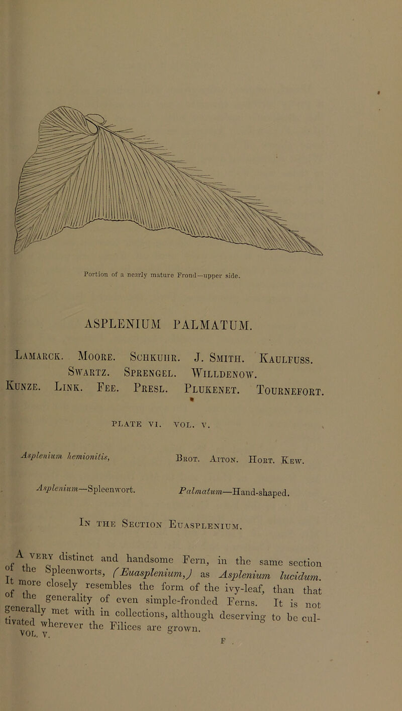 ASPLENIUM PALM AT UM. Lamarck. Moore. Schkuiir. J. Smith. Kaulfuss. Swartz. Sprengel. Willdenow. Kunze. Link. Fee. Presl. Plukenet. Tournefort. PLATE VI. VOL. V. Asplenium hemionitu, Brot. Aiton. Hort. Kew. Asplenium Spleen wort. Palmatum—Hand-shaped. In the Section Euasplenium. A™ idlstinct and handsome Fern, in the same section t. 1C b1pleenw°rtsJ (EuaspleniumJ as Asplenium lucidum I; T6 Cl°Sely resemhles the form of the ivy-leaf, than that the generality of even simple-fronded Ferns. It is not ~WitVU co.llections> although deserving to be cul- vor W^erever I dices are grown. F .