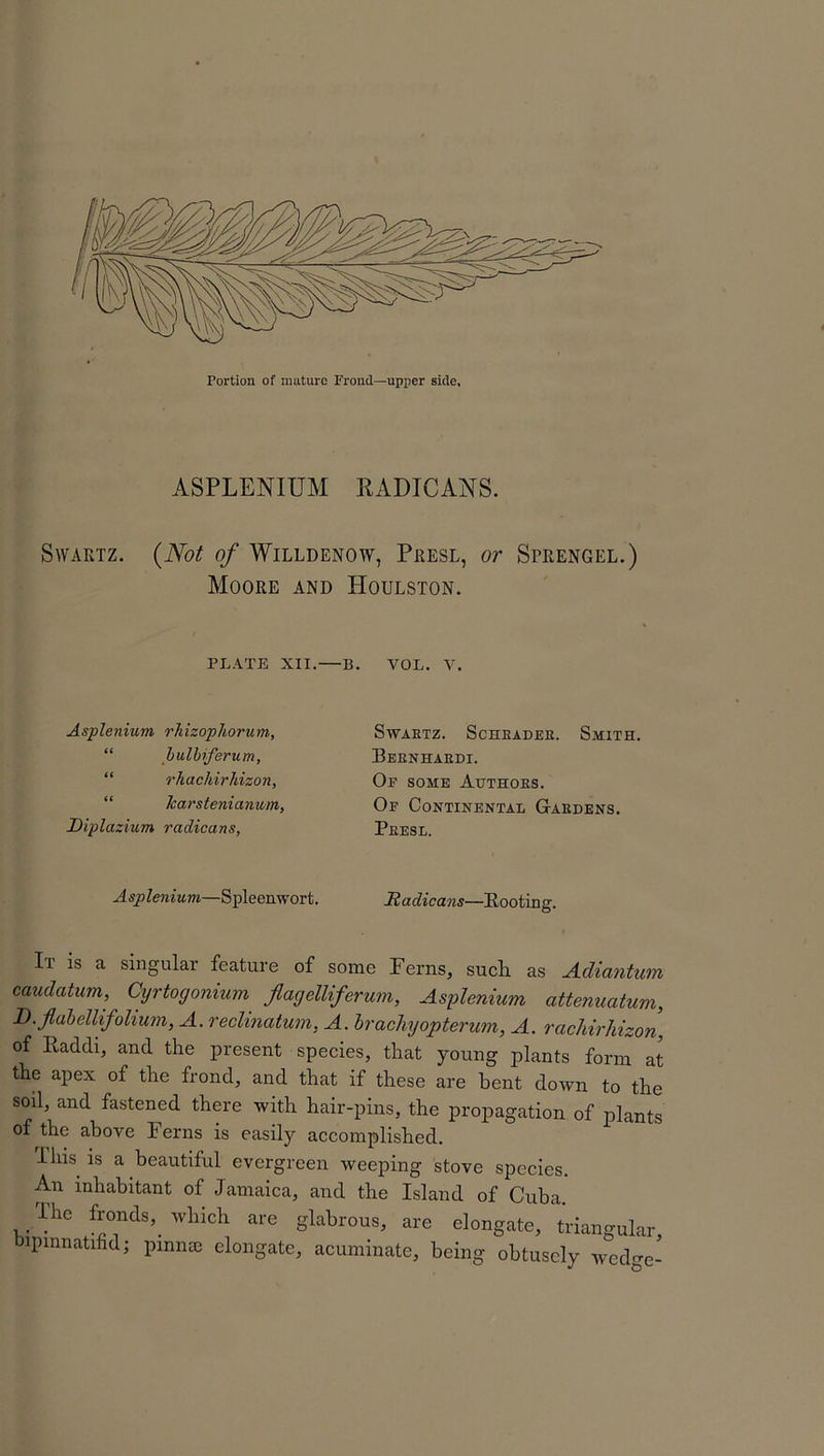 ASPLENIUM RADICALS. Swartz. (Not of Willdenow, Presl, or Sprengel.) Moore and Houlston. PLATE XII. B. VOL. V. Asplenium rliizophorum, bulbiferum, rhachirhizon, Icarstenianum, Diplazium radicans, SWABTZ. ScHBADEE. SMITH. Beenhaedi. Of some Authoes. Of Continental Gaedens. Peesl. Asplenium,—Spleenwort. Radicans—Rooting. 11 is a singulai feature of some Ferns, such as Adiantum caudatum, Cyrtogonium flayelliferum, Asplenium attenucitum, D.fldbellifolium, A. reclinatum, A. bracliyopterum, A. rachirhizon of Raddi, and the present species, that young plants form at the apex of the frond, and that if these are bent down to the sod, and fastened there with hair-pins, the propagation of plants of the above Ferns is easily accomplished. Ibis is a beautiful evergreen weeping stove species. An inhabitant of Jamaica, and the Island of Cuba. lhe fronds,, which are glabrous, are elongate, triangular lpmnatifid; pinnee elongate, acuminate, being obtusely wedge-