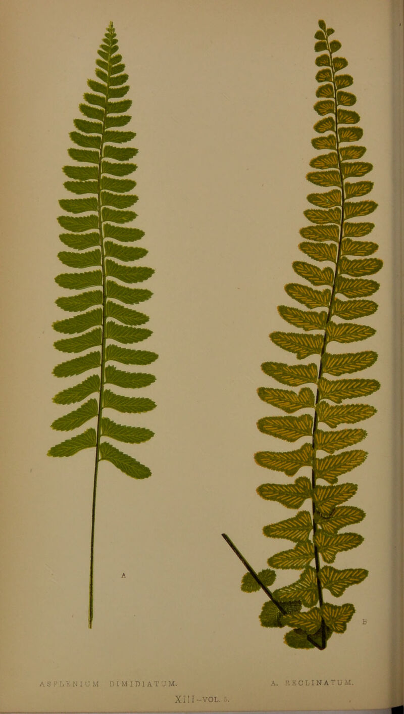 ASPLENIUM D l M 115,1 A T U U. A. RECLINATUM.