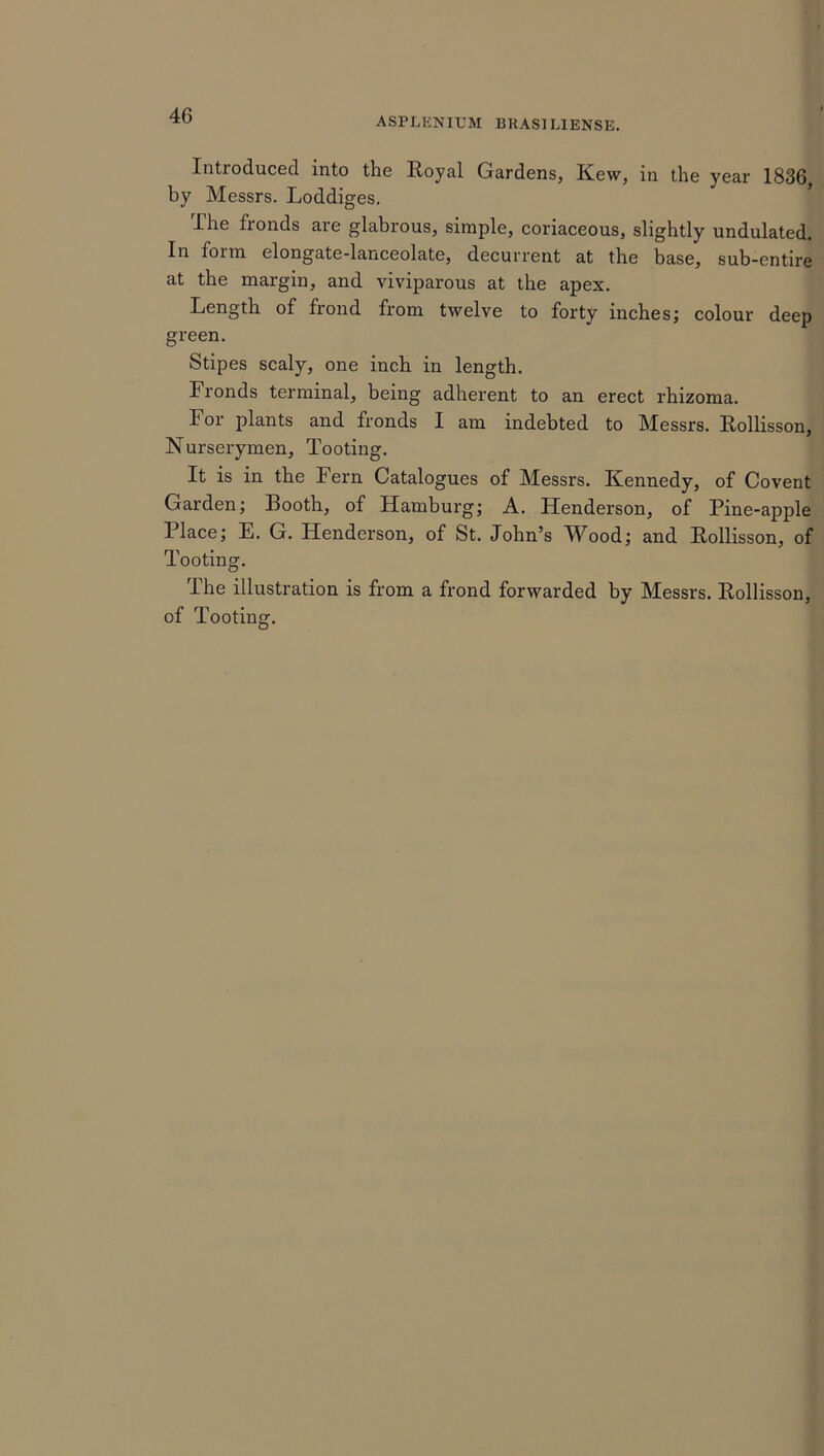 ASPI/ENIUM BRASIL1ENSE. Introduced into the Royal Gardens, Kew, in the year 1836, by Messrs. Loddiges. I he fronds are glabrous, simple, coriaceous, slightly undulated. In foitn elongate-lanceolate, decurrent at the base, sub-entire at the margin, and viviparous at the apex. Length of frond from twelve to forty inches; colour deep green. Stipes scaly, one inch in length. Fronds terminal, being adherent to an erect rhizoma. For plants and fronds I am indebted to Messrs. Rollisson, Nurserymen, Tooting. It is in the Fern Catalogues of Messrs. Kennedy, of Co vent Garden; Booth, of Hamburg; A. Henderson, of Pine-apple Place; E. G. Henderson, of St. John’s Wood; and Rollisson, of Tooting. The illustration is from a frond forwarded by Messrs. Rollisson, of Tooting.