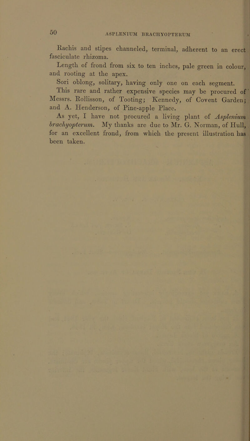 ASPLEN1UM BRACHYOPTERTJM Rachis and stipes channeled, terminal, adherent to an erect fasciculate rhizoma. Length of frond from six to ten inches, pale green in colour, and rooting at the apex. Sori oblong, solitary, having only one on each segment. This rare and rather expensive species may be procured of Messrs. Rollisson, of Tooting; Kennedy, of Covent Garden; and A. Henderson, of Pine-apple Place. As yet, I have not procured a living plant of Asplenium brachyopterum. My thanks are due to Mr. G. Norman, of Hull, for an excellent frond, from which the present illustration has been taken.