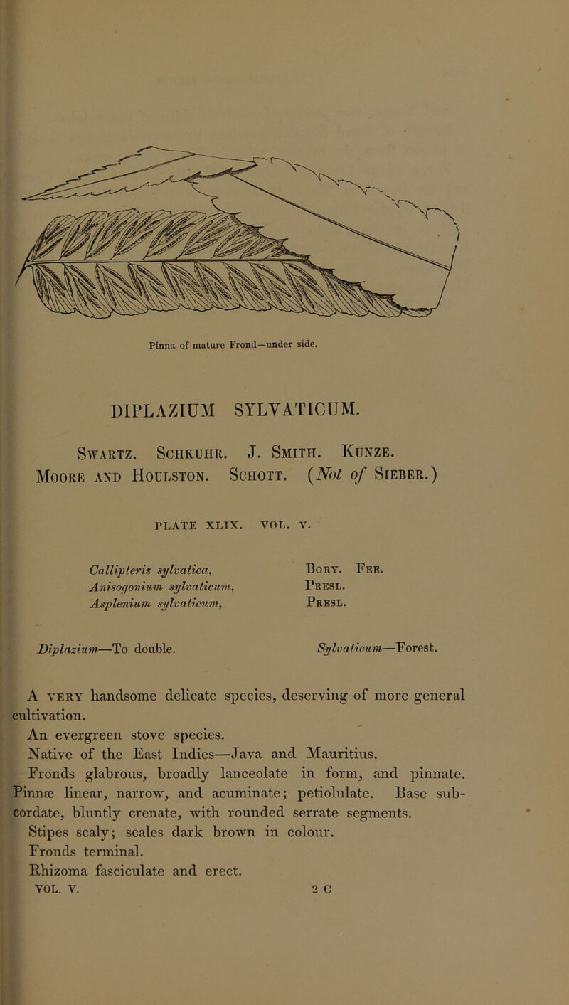 DIPLAZIUM SYLVATICUM. Swartz. Schkuhr. J. Smith. Kunze. Moore and Houlston. Schott. (Not of Sieber.) PLATE XLIX. Callipteris sylvatica, A nisofjonium sylvaticum, Asplenium sylvaticum, Diplazium—To double. VOL. v. Bort. Fee. Presl. Presl. Sylvaticum—Forest. A very handsome delicate species, deserving of more general cultivation. An evergreen stove species. Native of the East Indies—Java and Mauritius. Fronds glabrous, broadly lanceolate in form, and pinnate. Pinnae linear, narrow, and acuminate; petiolulate. Base sub- cordate, bluntly crenate, with rounded serrate segments. Stipes scaly; scales dark brown in colour. Fronds terminal. Bhizoma fasciculate and erect.