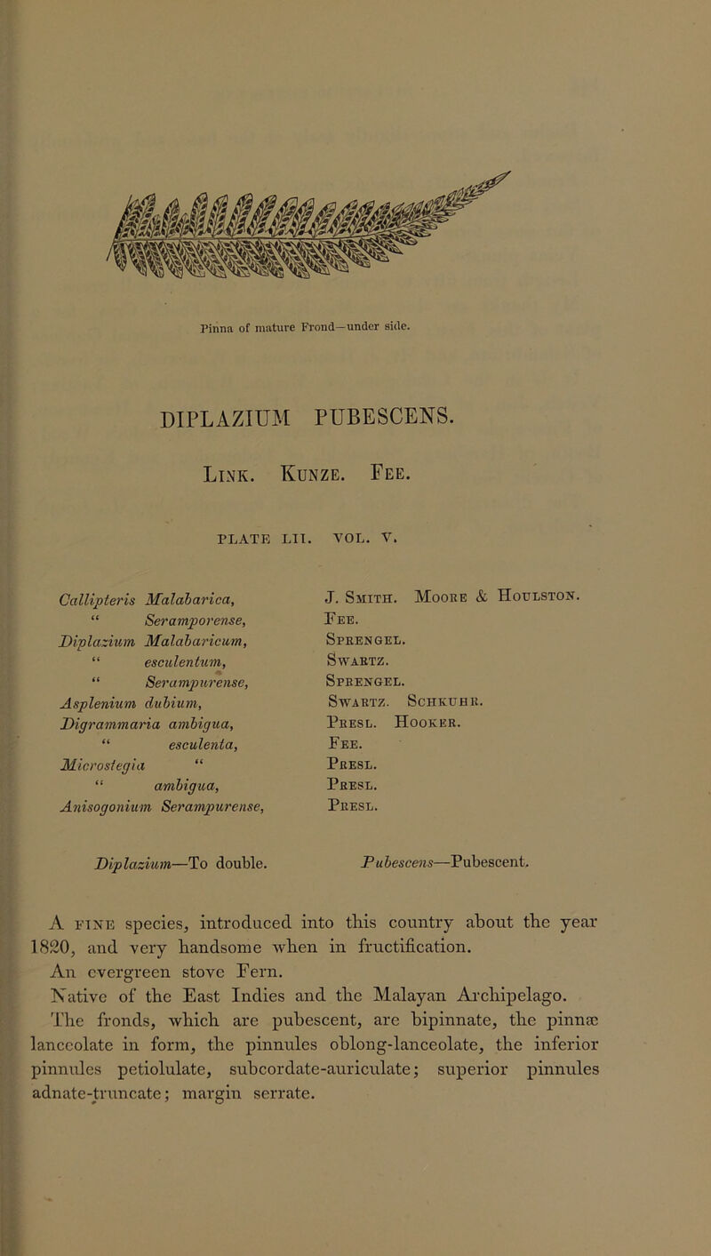 DIPLAZIUM PUBESCENS. Link. Kunze. Fee. PLATE LIT. Callipteris Malabarica, “ Seramporense, Diplazium Malabaricum, “ esculentum, “ Serampurense, Asplenium dubium, Digrammaria ambigua, “ esculenta, Microsiegia “ ambigua, Anisogonium Serampurense, Diplazium—To double. VOL. V. J. Smith. Moore & Houlston. Fee. Sprengel. Swartz. Sprengel. Swartz. Schkuhr. Presl. Hooker. Fee. Presl. Presl. Presl. P u bescens—Pubescent. A fine species, introduced into this country about the year 1820, and very handsome when in fructification. An evergreen stove Fern. Native of the East Indies and the Malayan Archipelago. The fronds, which are pubescent, are bipinnate, the pinnae lanceolate in form, the pinnules oblong-lanceolate, the inferior pinnules petiolulate, subcordate-auriculate; superior pinnules adnate-truncate; margin serrate.