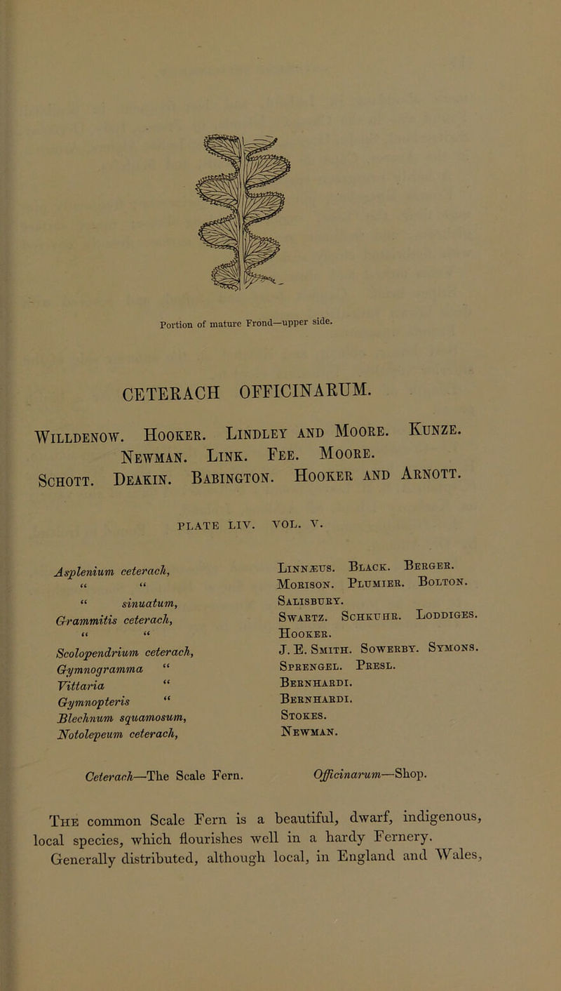 Portion of mature Frond—upper side. CETERACH OFFICINARUM. Willdenow. Hooker. Bindley and Moore. Kunze. Newman. Link. Fee. Moore. Schott. Deakin. Babington. Hooker and Arnott. PLATE LIV. Asplenium ceterach, « “ “ sinuatum, Grammitis ceterach, <i « Scolopendrium ceterach, Gymnogramma “ Vittaria Gymnopteris JBlechnum squamosum, Notolepeum ceterach, Ceterach—The Scale Fern. VOL. V. Linn.zeus. Black. Berger. Morison. Plumier. Bolton. Salisbury. Swartz. Schkuhr. Loddiges. Hooker. J. E. Smith. Sowerby. Symons. Sprengel. Presl. Bernhardi. Bernhardi. Stokes. Newman. Officinarum—Shop. The common Scale Fern is a beautiful, dwarf, indigenous, local species, which, flourishes well in a hardy Fernery. Generally distributed, although local, in England and TV ales,