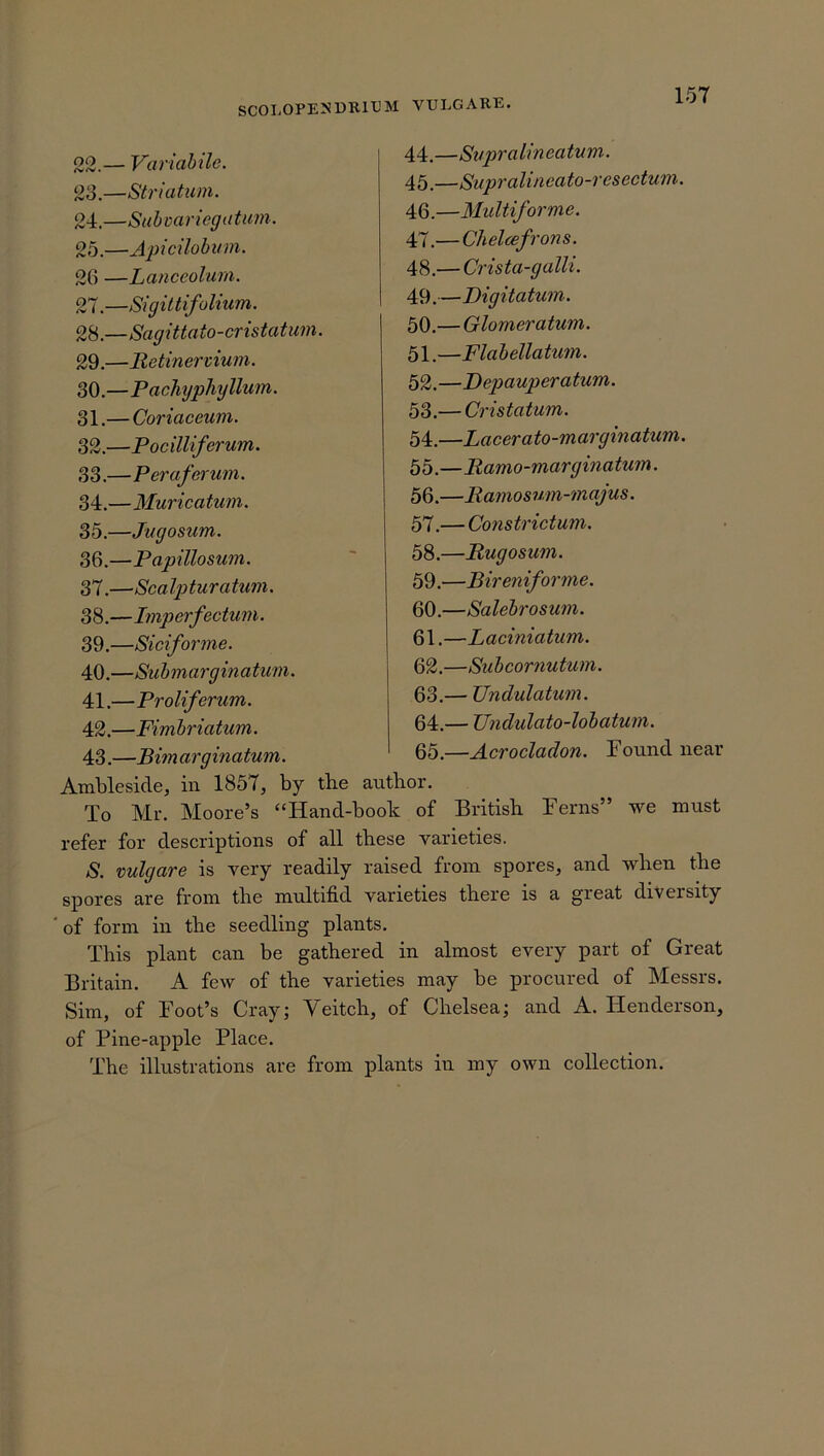 44. —Supralineatum. 45. —Supralineato-resectum. 46. —Multiforme. 47. — Chelcefron s. 48. — Crista-galli. 49. —Digitatum. 50. — Glomeratum. 51. —Flabellatum. 52. —Depauperatum. 53. — Cristatum. 54. —Lacerato-marginatum. 55. —Ramo-marginatum. 56. —Ramosum-majus. 57. — Constrictum. 58. —Rugosum. 59. —Bireniforme. 60. —Salebrosum. 61. —Laciniatum. 62. —Sub cor nut um. 63. — Undulatum. 64. — Undulato-lobatum. 65. —Acrocladon. Found near Ambleside, in 1857, by the author. To Mr. Moore’s “Hand-book of British Ferns” we must refer for descriptions of all these varieties. S. vulgare is very readily raised from spores, and when the spores are from the multifid varieties there is a great diversity ' of form in the seedling plants. This plant can be gathered in almost every part of Great Britain. A few of the varieties may be procured of Messrs. Sim, of Foot’s Cray; Yeitch, of Chelsea; and A. Henderson, of Pine-apple Place. The illustrations are from plants in my own collection. 22. — Variabile. 23. —Striatum. 24. —Subvariegatum. 25. —A[picilobum. 26 —Lanceolurn. 27. —Sigittifolium. 28. —Sagittato-cristatum. 29. —Retinervium. 30. —Pachyphy llum. 31. — Coriaceum. 32. —Pocilliferum. 3 3.—Perafcrum. 34. —Murica turn. 35. —Jugosum. 36. —Papillosum. 37. —Sea Iptura turn. 38. —Imperfectum. 39. —Siciforme. 40. —Sub margin a turn. 41. —Proliferum. 42. —Fimbriatum. 43. —Bim arginatum.