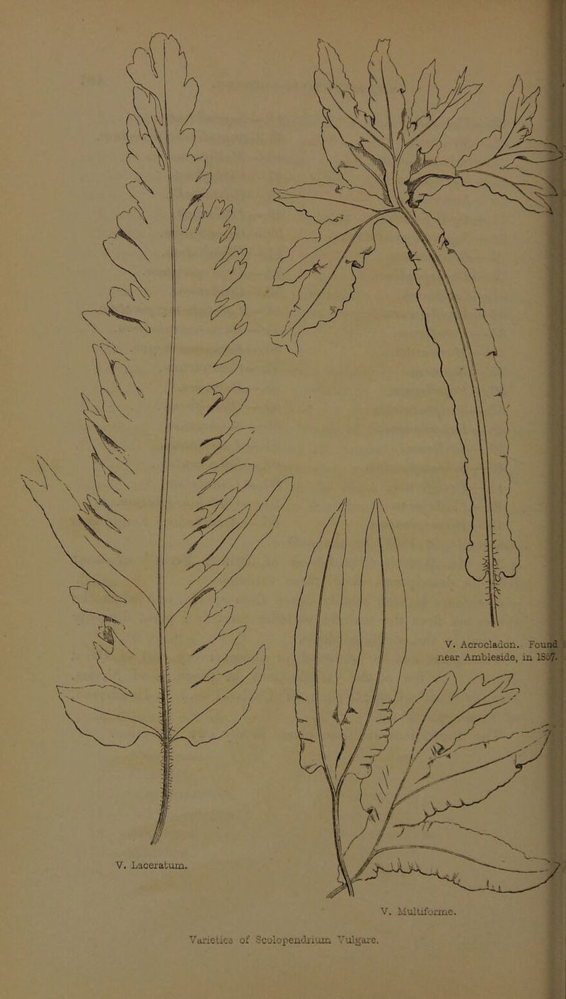 Varieties of Scolopendrium Yulgarc.