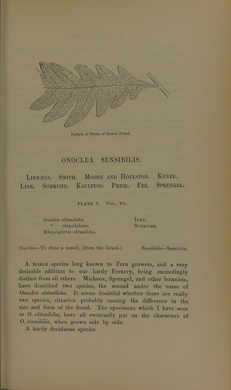 Portion of Pinna of barren Frond. ONOCLEA SENSIBILIS. Linnaeus. Smith. Moore and Houlston. Kunze. Link. Schkuhr. Kaulfuss. Presl. Fee. Sprengel. PLATE I. YOL. VI. Onoclea obtusiloba, Link. “ obtusilobata, Schkuhr. IthagiojpLeris obtusiloba, Onoclea—To close a vessel; (from the Greek.) Sensibilis—Sensitive. A noble species long known to Fern growers, and a very- desirable addition to our hardy Fernery, being exceedingly distinct from all others. Michaux, Sprengel, and other botanists, have described two species, the second under the name of Onoclea obtusiloba. It seems doubtful whether there are really two species, situation probably causing the difference in the size and form of the frond. The specimens which I have seen as 0. obtusiloba, have all eventually put on the characters of 0. sensibilis, when grown side by side. A hardy deciduous species.