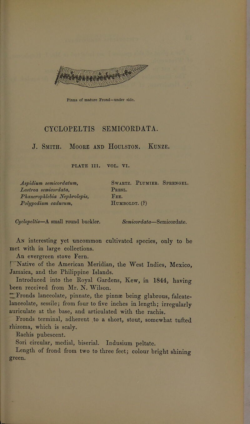 Pinna of mature Frond—under side. CYCLOPELTIS SEMICORDATA. J. Smith. Moore and Houlston. Kunze. PLATE III. YOL. VI. Aspidium semicordatum, Lastrea semicordata, Plianerophlebia Nephrolepis, Polypodium caducum, Swabtz. Plumier. Speengel. Presl. Fee. Humboldt. (?) Cyclopeltis—A small round buckler. Semicordata—Semicordate. An interesting yet uncommon cultivated species, only to be met with in large collections. An evergreen stove Fern. r Native of the American Meridian, the West Indies, Mexico, Jamaica, and the Philippine Islands. Introduced into the Royal Gardens, Kew, in 1844, having been received from Mr. N. Wilson. “ Fronds lanceolate, pinnate, the pinnae being glabrous, falcate- lanceolate, sessile; from four to five inches in length; irregularly auriculate at the base, and articulated with the rachis. Fronds terminal, adherent to a short, stout, somewhat tufted rhizoma, which is scaly. Rachis pubescent. Sori circular, medial, biserial. Indusium peltate. Length of frond from two to three feet; colour bright shining green.