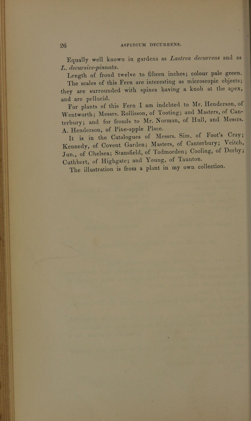 26 ASPimUM DF.CUKRKNS. Equally well known in gardens as Lustvcci dccuvi cns and as L. decursive-pinnata. Length of frond twelve to fifteen inches; colour pale green. The scales of this Fern are interesting as microscopic objects; they are surrounded with spines having a knob at the a[jex, and are pellucid. For plants of this Fern I am indebted to Mr. Henderson, of Wentworth; Messrs. Rollisson, of Tooting; and Masters, of Can- terbury; and for fronds to Mr. Norman, of Hull, and Messrs. A. Henderson, of Pine-apple Place. It is in the Catalogues of Messrs. Sim, of Foots Cray; Kennedy, of Covent Garden; Masters, of Canterbury; Veitch, Jun., of Chelsea; Stansfield, of Todmorden; Cooling, of Derby; Cuthbert, of Highgate; and Young, of Taunton. The illustration is from a plant in my own collection.