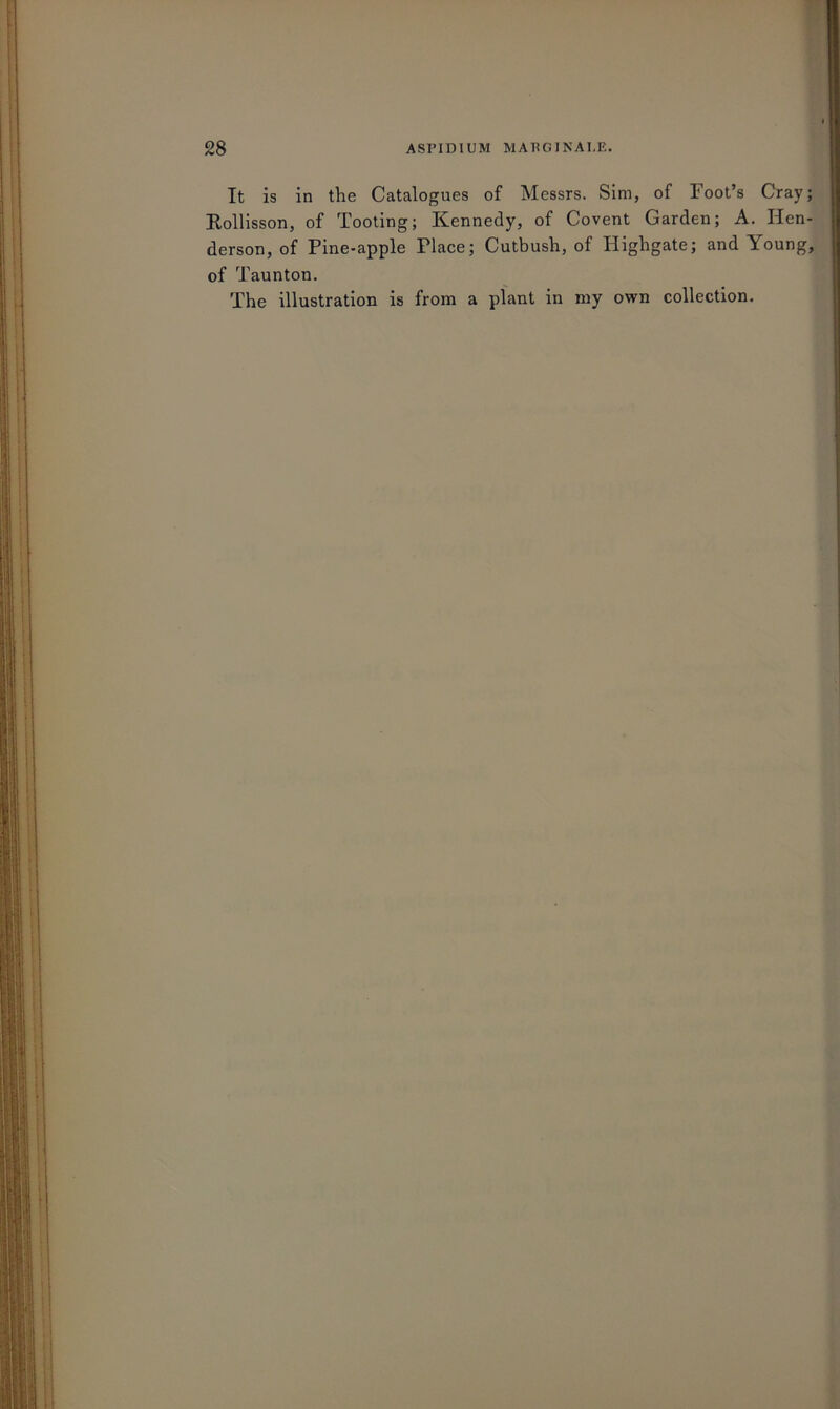 28 ASPIDIUM MAPGINALE. It is in the Catalogues of Messrs. Sim, of Foot’s Cray; Pollisson, of Tooting; Kennedy, of Covent Garden; A. Hen- derson, of Pine-apple Place; Cutbush, of Highgate; and Young, of Taunton. The illustration is from a plant in my own collection.