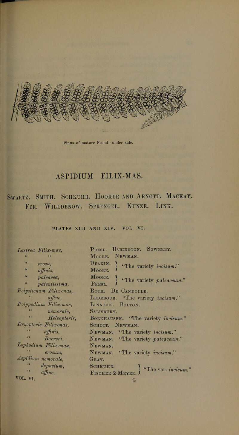 Pinna of mature Frond—under side. ASPIDIUM FILIX-MAS. Swartz. Smith. Schkuhr. Hooker and Arnott. Mackay. Fee. Willdenow. Sprengel. Ivunze. Link. PLATES XIII AND XIV. VOL. VI. Lastrea Filix-mas, iC it “ erosa, “ ajjini s, “ paleacea, “ patentissima, Polyslichum Filix-mas, “ offline, Polypodium Filix-mas, nemorale, Heleopteris, Dryopteris Filix-mas, affinis, Borreri, Lophodium Filix-max, erosum, Aspidium nemorale, depastum, affine, VOL. VI. Presl. Babington. Sowerby. Moore. Newman. Deakin. 7 var[ety incisum. Moore, j Moore. | “The variety paleaceum.” Both. De Candolle. Ledebodr. “The variety incisum.” Linnaeus. Bolton. Salisbury. Borkhausen. “The variety incisum.” Schott. Newman. Newman. “The variety incisum.” Newman. “The variety paleaceum.” Newman. Newman. “The variety incisum.” Gray. Schkuhr. Fischer & Meyer. G f “The var. incisum.' ER. J