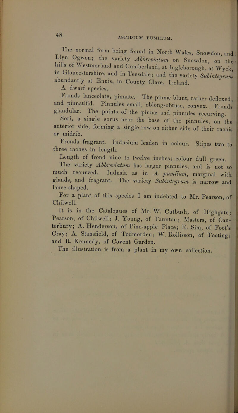 48 asimdium pumilum. The normal form being found in North Wales, Snowdon, and Llyn Ogwen; the variety Abbreviatum on Snowdon, on the hills of Westmorland and Cumberland, at Ingleborough at Wyck in Gloucestershire, anti in Teesdale; and the variety Subintegrum abundantly at Ennis, in County Clare, Ireland. A dwarf species. Fronds lanceolate, pinnate. The pinnae blunt, rather deflexed, and pinnatifid. Pinnules small, oblong-obtuse, convex. Fronds glandular. Ihe points of the pinnae and pinnules recurving. Sori, a single sorus near the base of the pinnules, on°the anterior side, forming a single row on either side of their rachis or midrib. Fronds fragrant. Indusium leaden in colour. Stipes two to three inches in length. Length of frond nine to twelve inches; colour dull green. ihe vaiiety Abbreviatum has larger pinnules, and is not so much recurved. Indusia as in A. pumilum, marginal with glands, and fragrant. Ihe variety Subintegrum is narrow and lance-shaped. Foi a plant of this species I am indebted to Mr. Pearson of Chilwell. It is in the Catalogues of Mr. W. Cutbush, of Highgate; Pearson, of Chilwell; J. Young, of Taunton; Masters, of Can- terbury; A. Henderson, of Pine-apple Place; R. Sim, of Foot’s Cray; A. Stansfield, of Todmorden; W. Rollisson, of Tooting; and R. Kennedy, of Covent Garden. The illustration is from a plant in my own collection.