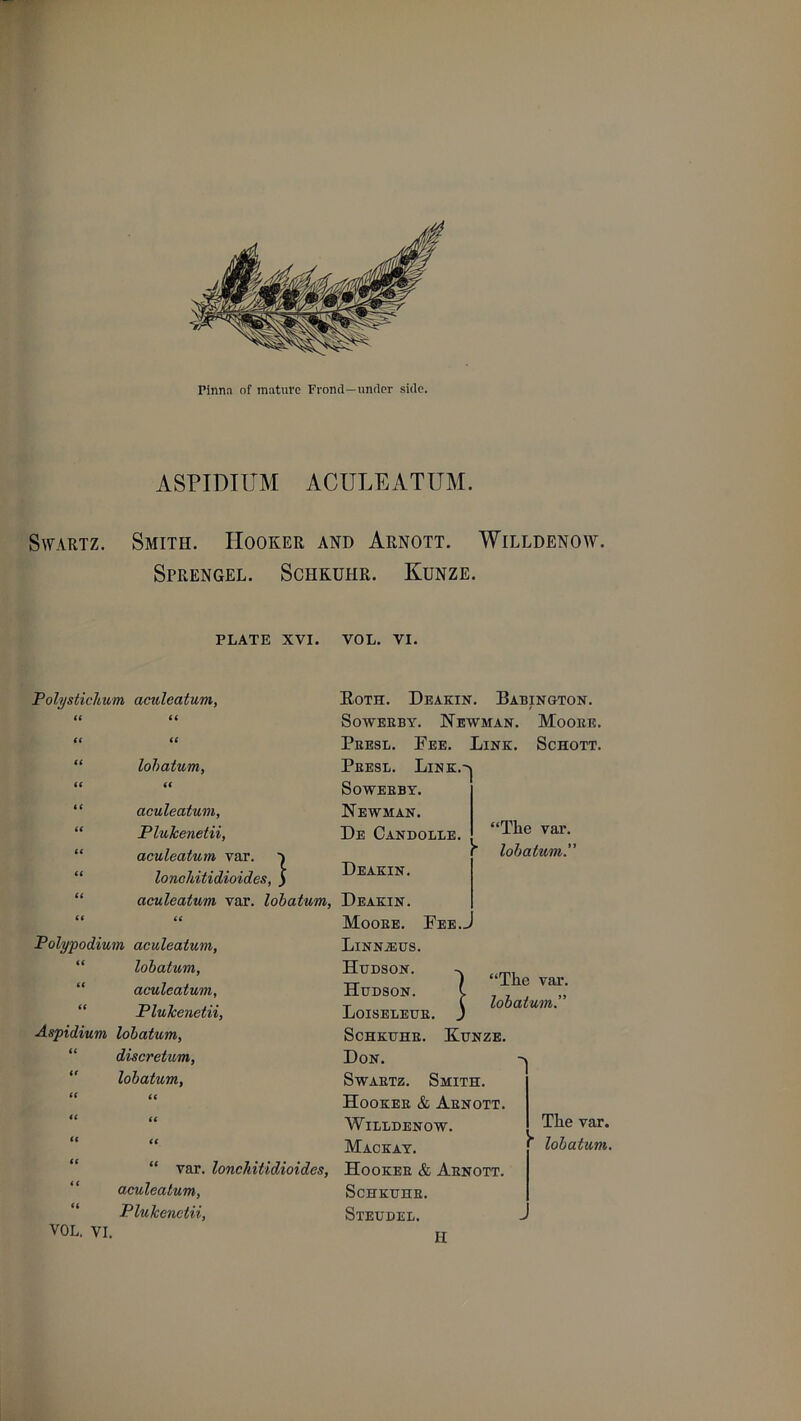 ASPIDIUM ACULEATUM. Swartz. Smith. Hooker and Arnott. Willdenow. Sprengel. Schkuhr. Kunze. PLATE XVI. VOL. VI. Polysticlium aculeatum, Roth. Deakin. Babington. tt tt Sowerby. Newman. Mooee. ft tt Peesl. Fee. Link. Schott. ft lohatum. Peesl. Link.^i tt it Soweeby. it aculeatum, Newman. tt Plulcenetii, De Candolle. “Ihe var. it aculeatum var. v ' lohatum.” it lonchitidioides, 5 Deakin. ft aculeatum var. lohatum, Deakin. tt it Mooee. Fee- Polypodium aculeatum. LlNNiEUS. tt lohatum, Hudson. tt aculeatum, Hudson. (. “The var. 77 # J> ft Plulcenetii, Loiseleue. j lohatum. Aspidium loibatum, Schkuhe. Kunze. ft discretum, Don. it lohatum, Swaetz. Smith. tt it Hookee & Aenott. (t tt Willdenow. Tlie var. it ft Mackay. lohatum. it “ var. lonchitidioides, Hooker & Aenott. i t aculeatum, Schkuhe. tt Plulcenetii, Steudel. : VOL. VI. H