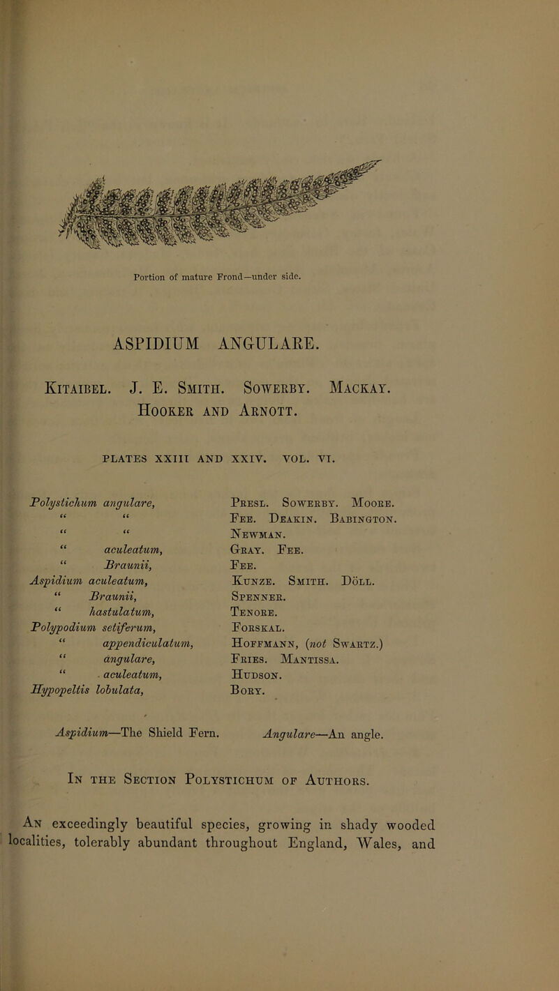 Portion of mature Frond—under side. ASPIDIUM ANGULARE. Kitaibel. J. E. Smith. Sowerby. Mackay. Hooker and Arnott. PLATES XXIII AND XXIV. VOL. VI. Polystichum angulare, a it fC It “ aculeatum, “ Braunii, Aspidium aculeatum, “ Braunii, “ liastulatum, Polypodium setiferum, appendiculatum, “ angulare, “ aculeatum, Hypopeltis lobulata, Presl. Sowerby. Moore. Pee. Deakin. Babington. Newman. Gray. Pee. Pee. Kunze. Smith. Dole. Spenner. Tenore. PoRSKAL. Hoffmann, (not Swartz.) Fries. Mantissa. Hudson. Bory. Aspidium—The Shield Pern. Angulare—An angle. In the Section Polystichum of Authors. An exceedingly beautiful species, growing in shady wooded localities, tolerably abundant throughout England, Wales, and