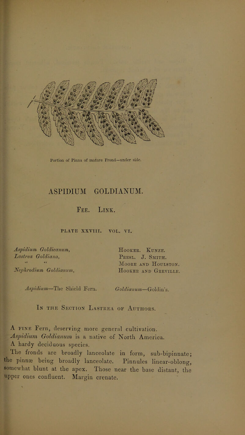 ASPIDIUM GOLDIANUM. Fee. Link. PLATE XXVIir. TOL. YT. Aspidium Goldieanum, Lastrca Goldiana, *6 41 Neplirodium Goldianum, Hooker. Kunze. Presl. J. Smith. Moore and Houeston. Hooker and Greville. Aspidium—The Shield Pern. Goldianum—Goldin’s. In the Section Lastrea of Authors. A FINE Fern, deserving more general cultivation. Aspidium Goldianum is a native of North America. A hardy deciduous species. The fronds are broadly lanceolate in form, sub-bipiunate; the pinme being broadly lanceolate. Pinnules linear-oblong, somewhat blunt at the apex. Those near the base distant, tlie upper ones confluent. Margin crenatc.