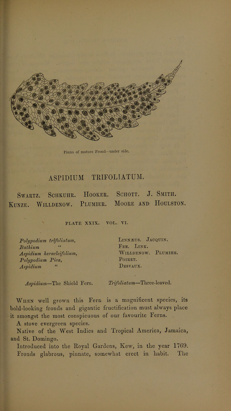 ASPIDIUM TRIFOLIATUM. Swartz. Schkuhr. Hooker. Schott. J. Smith. Kunze. Willdenow. Plumier. Moore and IToulston. PLATE XXIX. VOL. VI. Polypodium trifoliatum, Pat Mum “ Aspidium heracler'folium, Polypodium Pica, Aspidium “ Linn.2etts. Jacquin. Fee. Link. Willdenow. Plumier. Poieet. Desyaux. Aspidium—The Shield Fern. Trifoliatum—Three-leaved. When well grown this Fern is a magnificent species, its bold-looking fronds and gigantic fructification must always place it amongst the most conspicuous of our favourite Ferns. A stove evergreen species. Native of the West Indies and Tropical America, Jamaica, and St. Domingo. Introduced into the Royal Gardens, Kew, in the year 1769. Fronds glabrous, pinnate, somewhat erect in habit. The