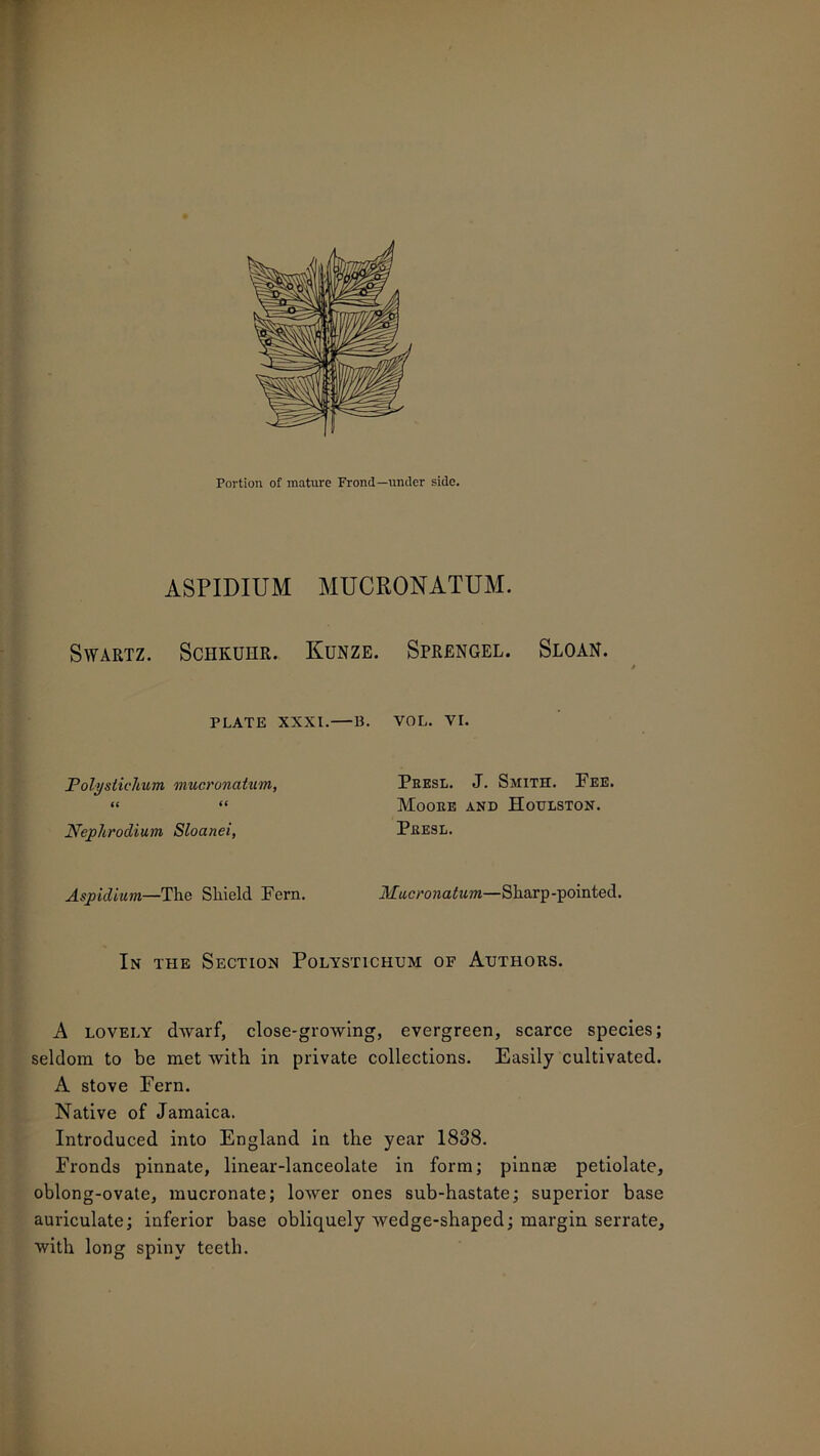 ASPIDIUM MUCRONATUM. Swartz. Schkuhr. Kunze. Sprengel. Sloan. PLATE XXXI. B. VOL. VI. Polystielium mucronatum, it 11 Nephrodium Sloanei, Aspidium—The Shield Fern. Presl. J. Smith. Fee. Moore and Houlston. Presl. Mucronatum—Sharp-pointed. In the Section Polystichum of Authors. A lovely dwarf, close-growing, evergreen, scarce species; seldom to be met with in private collections. Easily cultivated. A stove Fern. Native of Jamaica. Introduced into England in the year 1838. Fronds pinnate, linear-lanceolate in form; pinnae petiolate, oblong-ovate, mucronate; lower ones sub-hastate; superior base auriculate; inferior base obliquely wedge-shaped; margin serrate, with long spiny teeth.