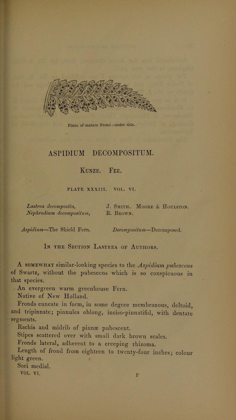 ASPIDIUM DECOMPOSITUM. Kunze. Fee. PLATE XXXIII. VOL. VI. Lastrea decomposita, J. Smith. Moore & IIoulston. Nephrodium decompositum, It. Brown. Aspidium—The Shield Fern. Decompositum—Decomposed. In the Section Lastrea of Authors. A somewhat similar-looking species to the Aspidium pubescens of Swartz, without the pubescens which is so conspicuous in that species. An evergreen warm greenhouse Fern. Native of New Holland. Fronds cuncate in form, in some degree membranous, deltoid, and tripinnate; pinnules oblong, inciso-pinnatifid, with dentate segments. llachis and midrib of pinnae pubescent. Stipes scattered over with small dark brown scales. Fronds lateral, adherent to a creeping rhizoma. Length of frond from eighteen to twenty-four inches; colour light green. Sori medial. VOL. VI. r