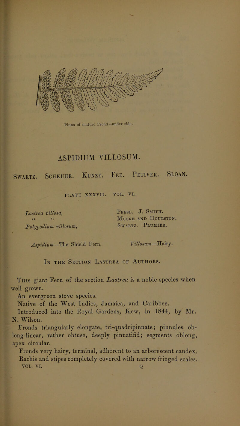 ASPIDIUM VILLOSUM. Swartz. Schkuhr. Kunze. Fee. Petiver. Sloan. PLATE XXXVII. VOL. VI. Lastrea villosa, a << Folypodium villosum, Peesl. J. Smith. Mooee and Houlston. SWAETZ. PlATMIER. Aspidium—The Shield Pern. Villosum—Hairy. In the Section Lastrea of Authors. This giant Fern of the section Lastrea is a noble species when well grown. An evergreen stove species. Native of the West Indies. Jamaica, and Caribbee. Introduced into the Royal Gardens, Kew, in 1844, by Mr. N. Wilson. Fronds triangularly elongate, tri-quadripinnate; pinnules ob- long-linear, rather obtuse, deeply pinnatifid; segments oblong, apex circular. Fronds very hairy, terminal, adherent to an arborescent caudex. Rachis and stipes completely covered with narrow fringed scales. VOL. VI. Q