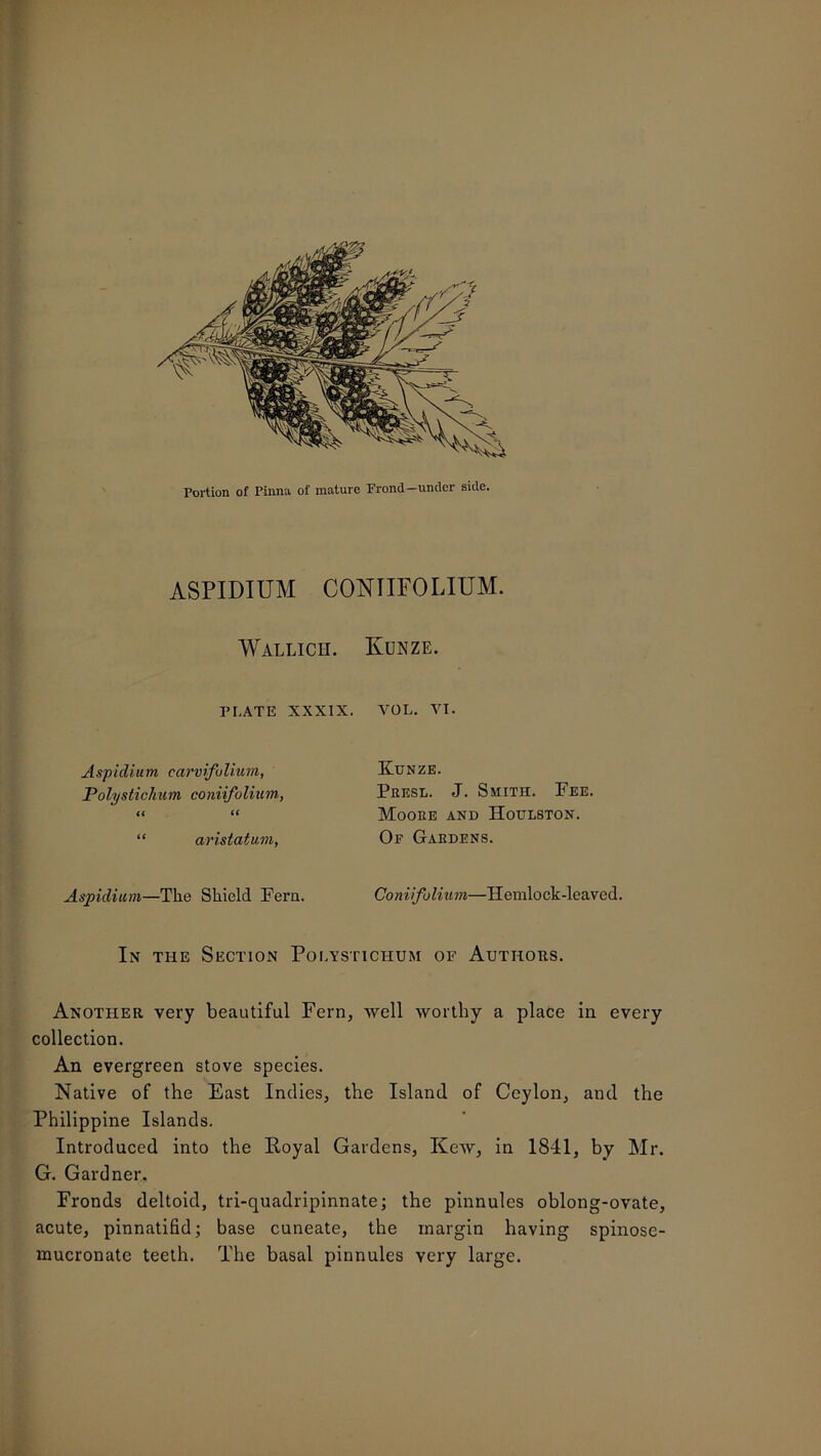 ASPIDIUM CONIIFOLIUM. Wallich. Kunze. PI.ATE XXXIX. VOL. VI. Aspidium carvifulium, Kunze. Polystichum coniifolium, Presl. J. Smith. Fee. it a Moore and Houlston. “ aristatum. Of Gardens. Aspidium—The Shield Fern. Coniifolium—Hemlock-leaved. In the Section Polystichum of Authors. Another very beautiful Fern, well worthy a place in every collection. An evergreen stove species. Native of the East Indies, the Island of Ceylon, and the Philippine Islands. Introduced into the Royal Gardens, Kew, in 1841, by Mr. G. Gardner. Fronds deltoid, tri-quadripinnate; the pinnules oblong-ovate, acute, pinnatifid; base cuneate, the margin having spinose- mucronate teeth. The basal pinnules very large.