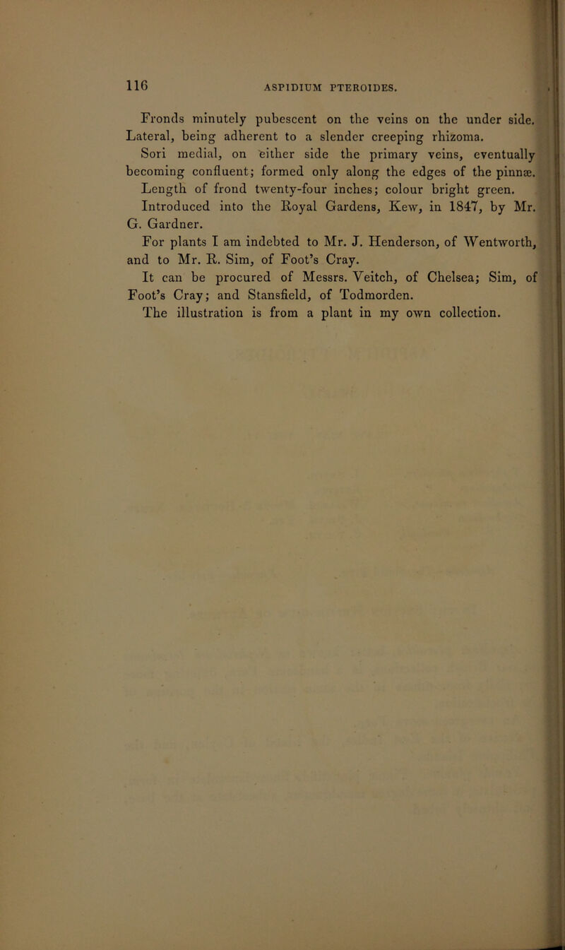 116 ASPIDIUM PTEROIDES. Fronds minutely pubescent on the veins on the under side. Lateral, being adherent to a slender creeping rhizoma. Sori medial, on either side the primary veins, eventually becoming confluent; formed only along the edges of the pinnae. Length of frond twenty-four inches; colour bright green. Introduced into the Royal Gardens, Kew, in 1847, by Mr. G. Gardner. For plants I am indebted to Mr. J. Henderson, of Wentworth, and to Mr. R. Sim, of Foot’s Cray. It can be procured of Messrs. Veitch, of Chelsea; Sim, of Foot’s Cray; and Stansfield, of Todmorden. The illustration is from a plant in my own collection.