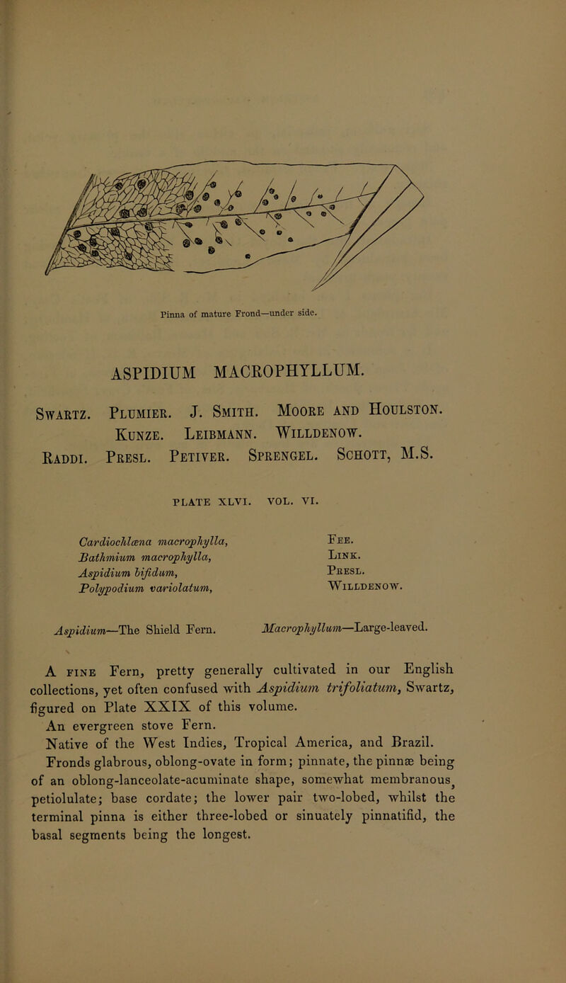 ASPIDIUM MACROPHYLLUM. Swartz. Plumier. J. Smith. Moore and Houlston. Kunze. Leibmann. Willdenow. Raddi. Presl. Petiyer. Sprengel. Schott, M.S. PLATE XLVI. VOL. VI. Cardiochlcena macrophylla, Bathmium macrophylla, Aspidium bijidum, Polypodium variolatum, Fee. Link. Peesl. Willdenow. Aspidium—The Shield Fern. Macrophyllum—Lavgc-le-dved. A fine Fern, pretty generally cultivated in our English collections, yet often confused with Aspidium trifoliatum, Swartz, figured on Plate XXIX of this volume. An evergreen stove Fern. Native of the West Indies, Tropical America, and Brazil. Fronds glabrous, oblong-ovate in form; pinnate, the pinnae being of an oblong-lanceolate-acuminate shape, somewhat membranous5 petiolulate; base cordate; the lower pair two-lobed, whilst the terminal pinna is either three-lobed or sinuately pinnatifid, the basal segments being the longest.