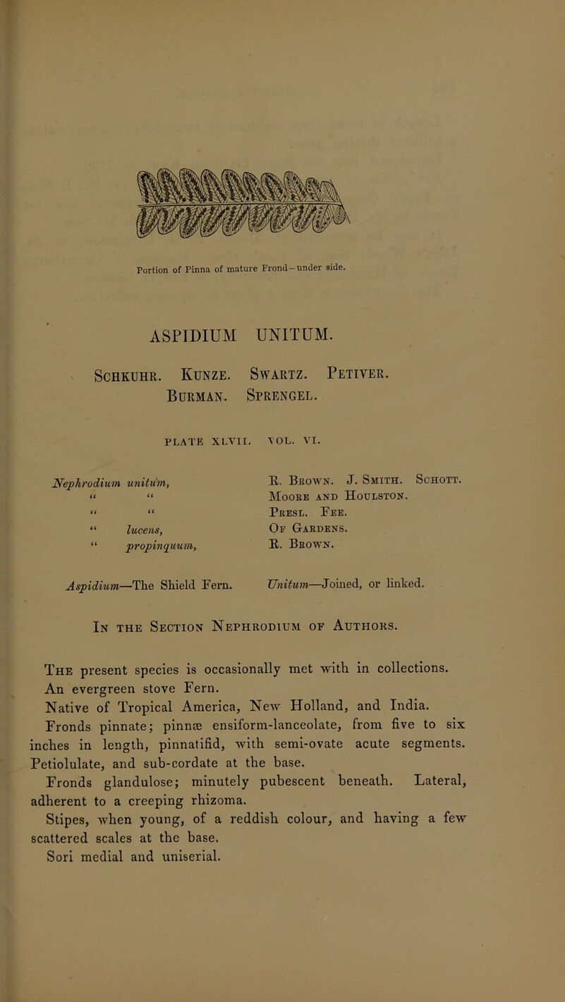 ASPIDIUM UNITUM. Schkuhr. Kunze. Swartz. Petiver. Burman. Sprengel. PLATE XLV1I. VOL. VI. Nephrodium unitum, it it tt “ “ lucens, “ propinquum, Aspidium—The Shield Fern. E. Brown. J. Smith. Schott. Mooee and Houlston. Pbesl. Fee. Of Gardens. E. Beown. Unitum—Joined, or linked. In the Section Nephrodium of Authors. The present species is occasionally met with in collections. An evergreen stove Fern. Native of Tropical America, New Holland, and India. Fronds pinnate; pinnte ensiform-lanceolate, from five to six inches in length, pinnatifid, with semi-ovate acute segments. Petiolulate, and sub-cordate at the base. Fronds glandulose; minutely pubescent beneath. Lateral, adherent to a creeping rhizoma. Stipes, when young, of a reddish colour, and having a few scattered scales at the base. Sori medial and uniserial.