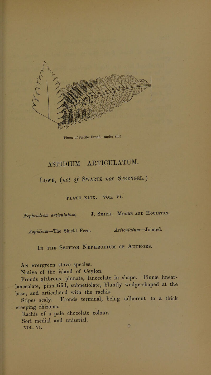 ASPIDIUM ARTICULATUM. Lowe, (not of Swartz nor Sprengel.) PLATE XLIX. VOL. VI. Nephrodium articulatum, J. Smith. Mooee and Houlston. Aspidium—The Shield Fern. Articulatum—Jointed. In the Section Nephrodium of Authors. An evergreen stove species. Native of the island of Ceylon. Fronds glabrous, pinnate, lanceolate in shape. Pinme linear- lanceolate, pinnatifid, subpetiolate, bluntly wedge-shaped at the base, and articulated with the rachis. Stipes scaly. Fronds terminal, being adherent to a thick creeping rhizoma. Rachis of a pale chocolate colour. Sori medial and uniserial. VOL. VI. t