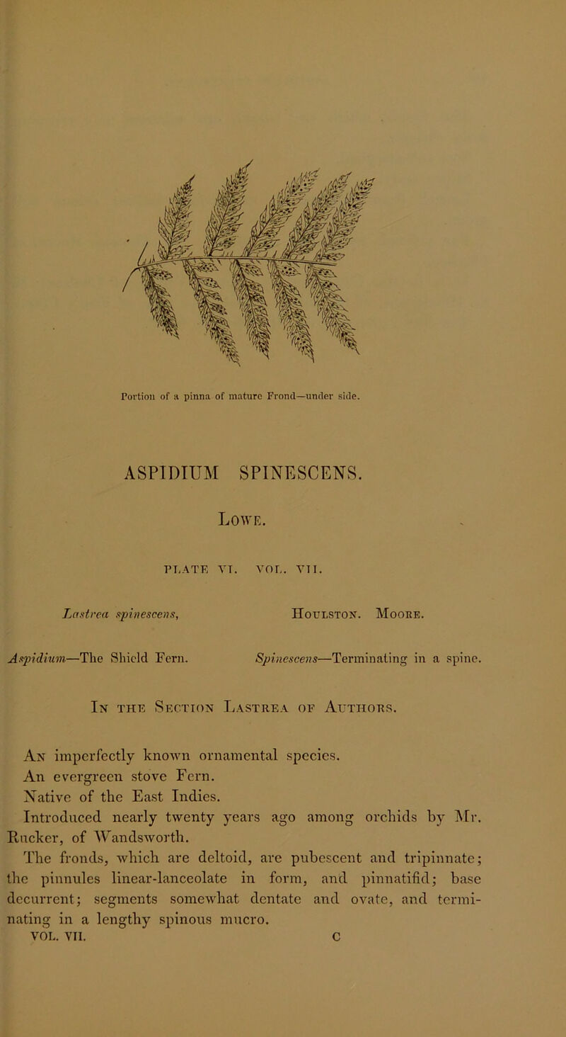 Portion of a pinna of mature Frond—under side. ASPTDTUM SPINESCENS. Lowe. T»T,.^TF, VT. VOT.. YTI. Lastrea npinesccns, HoULSTON. Moobe. Aapidium—The Shield Fern. Spinescens—Terminating in a spine. In the Section L.\stre.\ of Authors. An imperfectly known ornamental species. An evergreen stove Fern. Native of the East Indies. Introduced nearly twenty years ago among orchids by Mr. Rucker, of Wandsworth. The fronds, which are deltoid, are pubescent and tripinnate; the pinnules linear-lanceolate in form, and pinnatifid; base dccurrent; segments somewhat dentate and ovate, and termi- nating in a lengthy spinous mucro.