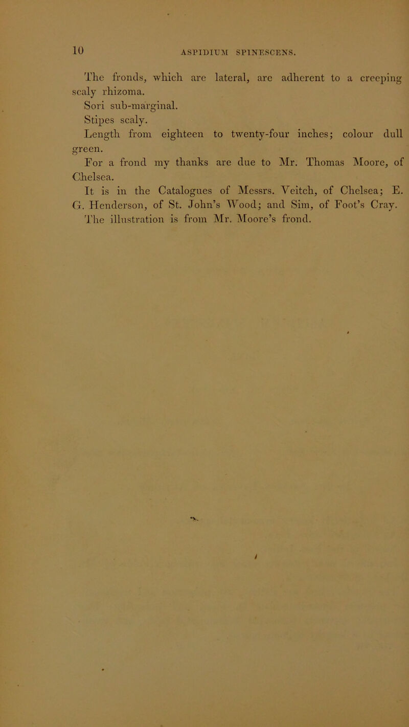 10 AsriDiuM spint;sckns. The fronds, which are lateral, arc adherent to a creeping scaly rhizoina. Sori sub-marginal. Stipes scaly. Length from eighteen to twenty-four inches; colour dull green. For a frond my thanks are due to Mr. Thomas Moore, of Chelsea. It is in the Catalogues of Messrs. Veitch, of Chelsea; E. G. Henderson, of St. John’s Wood; and Sim, of Foot’s Cray. The illustration is from Mr. Moore’s frond.