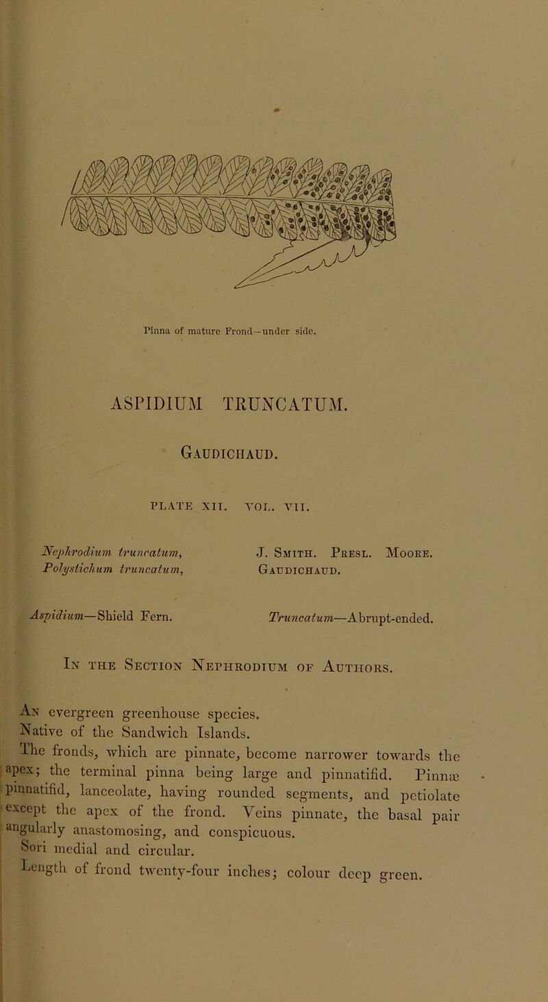 ASPIDIUM TRUNCATUM. Gaudichaud. PLATE XIT. YOL. Yll. Nephrodium truncatum, J. Smith. Pbesl. Mooee. Polyisiichum truncatum, Gaudichaud. Aspidium—Shield Fern. Truncatum—Abnipt-ended. In the Section Nephrodtum of Authors. An evergreen greenhouse species. Native of the Sandwich Islands. i'he fronds, which are pinnate, become narrower towards the apex; the terminal pinna being large and pinnatifid. Pinme pmnatifid, lanceolate, having rounded segments, and pctiolate except the apex of the frond. Veins pinnate, the basal pair angularly anastomosing, and conspicuous. Sori medial and circular. Length of frond twenty-four inches; colour deep green.