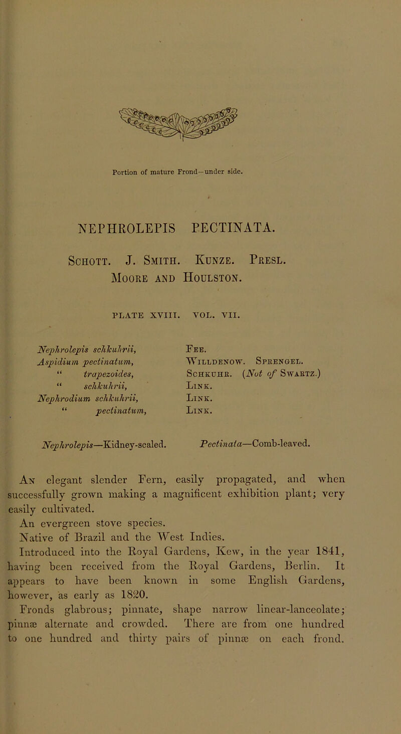 NEPHROLEPIS PECTINATA. Schott. J. Smith. Kunze. Presl. Moore and Hodlston. PLATE XVIIT. VOL. VII. Nephrolepis scJikuJirli, Aspidium pectinatum, “ trapezoides, “ schkukrii, Nephrodium schkukrii, “ pectinatum, NepJu'olepis—Kidney-scaled. Fee. WiLLDENOW. SpRENGEL. ScHKUHE. {Nut of Swartz.) Link. Link. Link. Pectinata—Comb-leaved. An elegant slender Fern, easily propagated, and Avhen successfully grown making a magnificent exhibition plant; very easily cultivated. An evergreen stove species. Native of Brazil and the West Indies. Introduced into the Royal Gardens, Kew, in the year 1841, having been received from the Royal Gardens, Berlin. It appears to have been known in some English Gardens, however, as early as 1820. Fronds glabrous; pinnate, shape narrow linear-lanceolate; pinncB alternate and crowded. There are from one hundred to one hundred and thirty pairs of pinme on each frond.