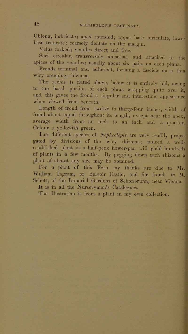 48 NEPH ROLEPIS PECTINATA. Oblong, iinbiicate; apex rounded; upper base auriculatc, lower base ti uncatc; coarsely dentate on the margin. Veins forked; venules direct and free. Son circular, transversely uniserial, and attached to the apices of the venules; usually about six pairs on each pinna. hronds terminal and adherent, forming a fascicle on a thin ■wiry creeping rhizoma. Ihe rachis is fluted above, below it is entirely hid, owing, to tire basal portion of each pinna wrapping (p.iite over it, and this gives the frond a singular and interesting appearance ‘ Avhen viewed from beneath. Length of frond from twelve to thirty-four inches, width of. frond about equal throughout its length, except near the apex; ' average width from an inch to an inch and a quarter. : Colour a yellowish green. ' ihe different species of NejyJirolcpis are A’^ery readily propa- gated by divisions of the Aviry rhizoma; indeed a avcU- s established plant in a half-peck flower-pan Avill yield hundreds < of plants in a fcAV months. By pegging doAvn each rhizoma a* plant of almost any size may be obtained. -■ For a plant of this Fern ray thanks are due to Mr. [ ■\Villiam Ingram, of Belvoir Castle, and for fronds to M. | Schott, of the Imperial Gardens of Schonbriinn, near Vienna, f It is in all the Nurserymen’s Catalogues. «