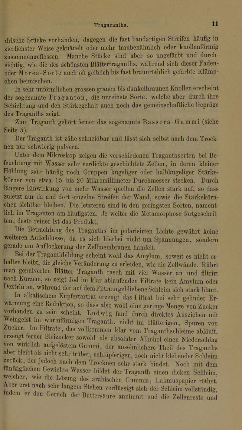 drische Stücke vorhanden, dagegen die fast bandartigen Streifen häufig in zierlichster Weise geknäuelt oder mehr traubenähnlich oder knollenförmig zusammengeflossen. Manche Stücke sind aber so ungefärbt und durch- sichtig, wie die des schönsten Blättertraganths, während sich dieser Faden- oder Morea-S orte auch oft gelblich bis fast braunröthlicb gefärbte Klümp- chen beimischen. In sehr unförmlichen grossen grauen bis dunkelbraunen Knollen erscheint der sogenannte Traganton, die unreinste Sorte, welche aber durch ihre Schichtung und den Stärkegehalt auch noch das gemeinschaftliche Gepräge des Traganths zeigt. Zum Tragauth gehört ferner das sogenannte Bassora-Gummi (siehe Seite 5). Der Traganth ist zähe schneidbar und lässt sich selbst nach dem Trock- nen nur schwierig pulvern. Unter dem Mikroskop zeigen die verschiedenen Traganthsorten bei Be- feuchtung mit Wasser sehr verdickte geschichtete Zellen, in deren kleiner Höhlung Sehr häufig noch Gruppen kugeliger oder halbkugeliger Stärke- körner von etwa 15 bis 20 Mikromillimeter Durchmesser stecken. Durch längere Einwirkung von mehr Wasser quellen die Zellen stark auf, so dass zuletzt nur da und dort einzelne Streifen der Wand, sowie die Stärkekörn- chen sichtbar bleiben. Die letzteren sind in den geringsten Sorten, nament- lich im Traganton am häufigsten. Je weiter die Metamorphose fortgeschrit- ten , desto reiner ist das Produkt, Die Betrachtung des Traganths im polarisirten Lichte gewährt keine weiteren Aufschlüsse, da es sich hierbei nicht um Spannungen, sondern gerade um Auflockerung der Zellmembranen handelt. Bei der Traganthbildung scheint wohl das Amylum, soweit es nicht er- halten bleibt, die gleiche Veränderung zu erleiden, wie die Zellwände. Rührt man gepulverten Blätter-Traganth rasch mit viel Wasser an und filtrirt nach Kurzem, so zeigt Jod im klar ablaufenden Filtrate kein Amylum oder Dextrin an, während der auf dem Filtrum gebliebene Schleim sich stark bläut. In alkalischem Kupfertartrat erzeugt das Filtrat bei sehr gelinder Er- Wärmung eine Reduktion, so dass also wohl eine geringe Menge von Zucker vorhanden zu sein scheint. Ludwig fand durch direktes Ausziehen mit Weingeist im wurmförmigen Traganth, nicht im blätterigen, Spuren von Zucker. Im Filtrate, das vollkommeu klar vom Traganthsclileime abläuft, ei zeugt einei Bleizucker sowohl als absoluter Alkohol einen Niederschlag von wirklich aufgelöstem Gummi, der ansehnlichere Theil des Traganths a ei ei t a s nicht sehr trüber, schliipferiger, doch nicht klebender Schleim ^,Ura<i ’ er nach dem trocknen sehr stark bindet. Noch mit dem Un. ac l0n Gewichte Wasser bildet der Traganth einen dicken Schleim, ?? C l°r’, Wie c^c Lösung des arabischen Gummis, Lakmuspapier röthet. Aber erst nach sehr langem Stehen verflüssigt sich der Schleim vollständig, mcem er den Geruch der Buttersäure annimmt und die Zelleureste und