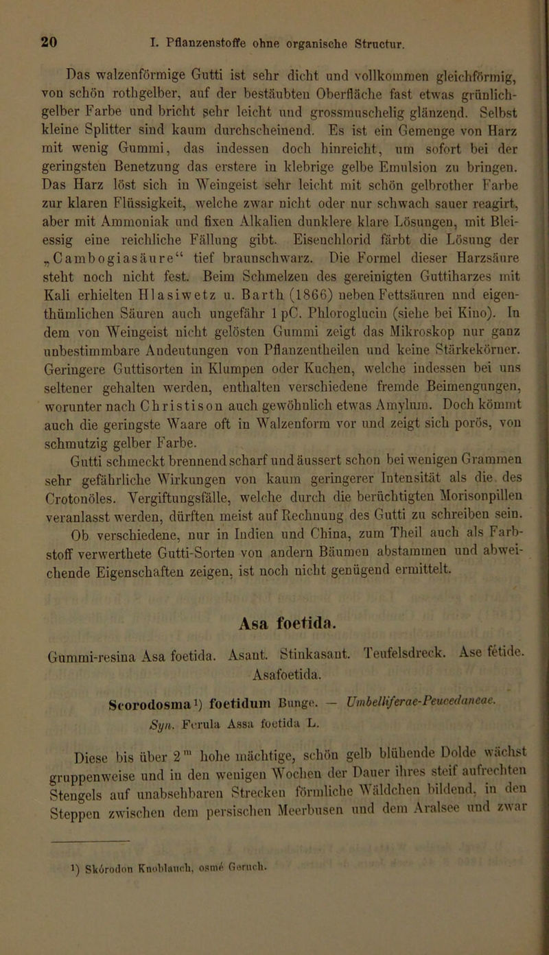 Das walzenförmige Gutti ist sehr dicht und vollkommen gleichförmig, von schön rothgelber, auf der bestäubten Oberfläche fast etwas grünlich- gelber Farbe und bricht gehr leicht und grossmuschelig glänzend. Selbst kleine Splitter sind kaum durchscheinend. Es ist ein Gemenge von Harz mit wenig Gummi, das indessen doch hinreicht, um sofort bei der geringsten Benetzung das erstere in klebrige gelbe Emulsion zu bringen. Das Harz löst sich in Weingeist sehr leicht mit schön gelbrother Farbe zur klaren Flüssigkeit, welche zwar nicht oder nur schwach sauer reagirt, aber mit Ammoniak und fixen Alkalien dunklere klare Lösungen, mit Blei- essig eine reichliche Fällung gibt. Eiseuchlorid färbt die Lösung der „Cambogiasäure“ tief braunschwarz. Die Formel dieser Harzsäure steht noch nicht fest. Beim Schmelzen des gereinigten Guttiharzes mit Kali erhielten Hlasiwetz u. Barth (1866) neben Fettsäuren nnd eigen- thümlichen Säuren auch ungefähr 1 pC. Phloroglucin (siehe bei Kiuo). In dem vou Weingeist nicht gelösten Gummi zeigt das Mikroskop nur ganz unbestimmbare Andeutungen von Pflanzentheilen und keine Stärkekörner. Geringere Guttisorten in Klumpen oder Kuchen, welche indessen bei uns seltener gehalten werden, enthalten verschiedene fremde Beimengungen, worunter nach C h r i s ti s o n auch gewöhnlich etwas Amylum. Doch kömmt auch die geringste Waare oft in Walzenform vor und zeigt sich porös, von schmutzig gelber Farbe. Gutti schmeckt brennend scharf und äussert schon bei wenigen Grammen sehr gefährliche Wirkungen von kaum geringerer Intensität als die des Crotonöles. Vergiftungsfälle, welche durch die berüchtigten Morisonpillen veranlasst werden, dürften meist auf Rechnung des Gutti zu schreiben sein. Ob verschiedene, nur in Indien und China, zum Theil auch als Farb- stoff verwertete Gutti-Sorten von andern Bäumen abstammen und abwei- chende Eigenschaften zeigen, ist noch nicht genügend ermittelt. Asa foetida. Gummi-resiua Asa foetida. Asant. Stinkasant. Teufelsdreck. Ase fetide. Asafoetida. Scorodosma1) foetidum Bunge. — Umbelliferae-Peucedaneae. Syn. Ferula Assa foetida L. Diese bis über 2hohe mächtige, schön gelb blühende Dolde wächst gruppenweise und in den wenigen Wochen der Dauer ihres steif aufrechten Stengels auf unabsehbaren Strecken förmliche Wäldchen bildend, in den Steppen zwischen dem persischen Meerbusen und dem Aralsee und zwar 1) Skorodon Knoblauch, osmc Geruch.