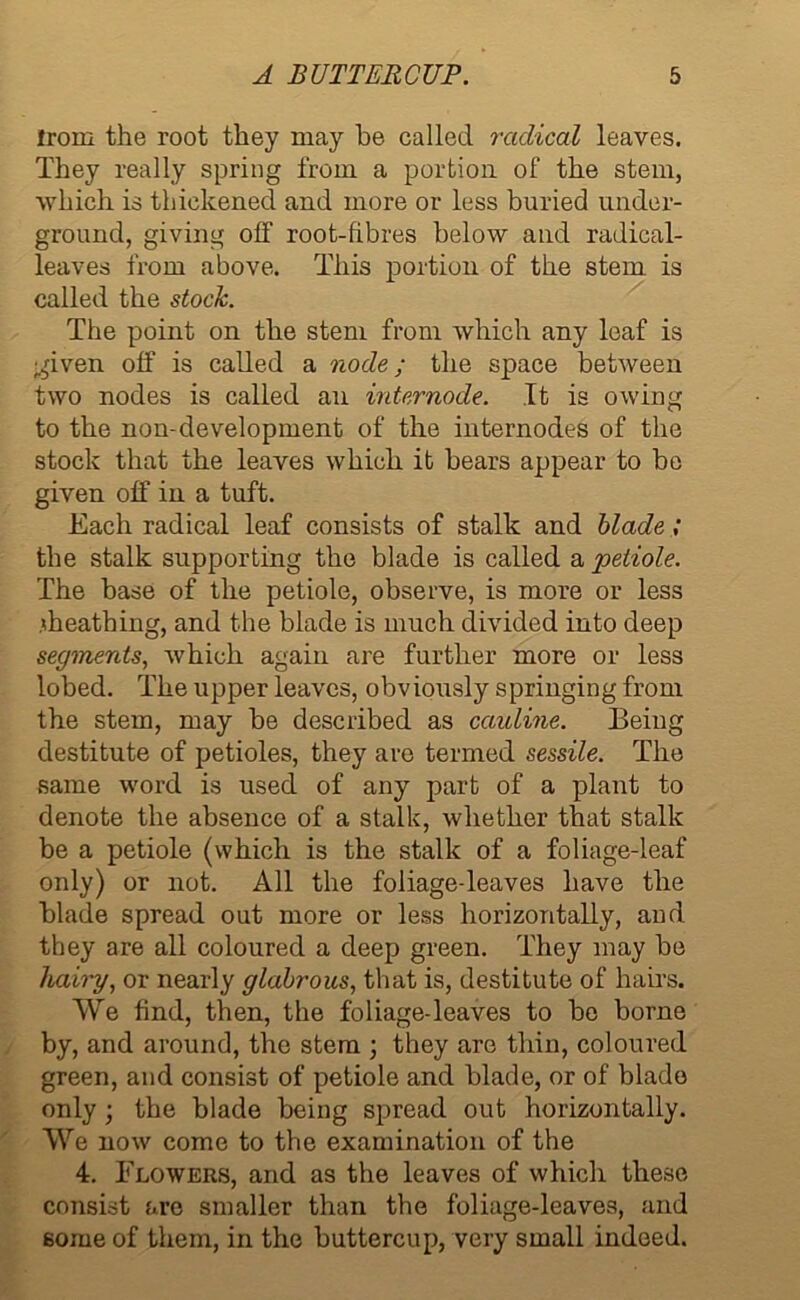 from the root they may he called radical leaves. They really spring from a portion of the stem, which is thickened and more or less buried under- ground, giving off root-fibres below and radical- leaves from above. This portion of the stem is called the stock. The point on the stem from which any leaf is given off is called a node; the space between two nodes is called an internode. It is owing to the non-development of the internodes of the stock that the leaves which it bears appear to be given off in a tuft. Each radical leaf consists of stalk and blade; the stalk supporting the blade is called a petiole. The base of the petiole, observe, is more or less sheathing, and the blade is much divided into deep segments, which again are further more or less lobed. The upper leaves, obviously springing from the stem, may be described as cauline. Being destitute of petioles, they are termed sessile. The same word is used of any part of a plant to denote the absence of a stalk, whether that stalk be a petiole (which is the stalk of a foliage-leaf only) or not. All the foliage-leaves have the blade spread out more or less horizontally, and they are all coloured a deep green. They may be hairy, or nearly glabrous, that is, destitute of hairs. We find, then, the foliage-leaves to be borne by, and around, the stem ; they are thin, coloured green, and consist of petiole and blade, or of blade only ; the blade being spread out horizontally. We now come to the examination of the 4. Flowers, and as the leaves of which these consist are smaller than the foliage-leaves, and some of them, in the buttercup, very small indeed.