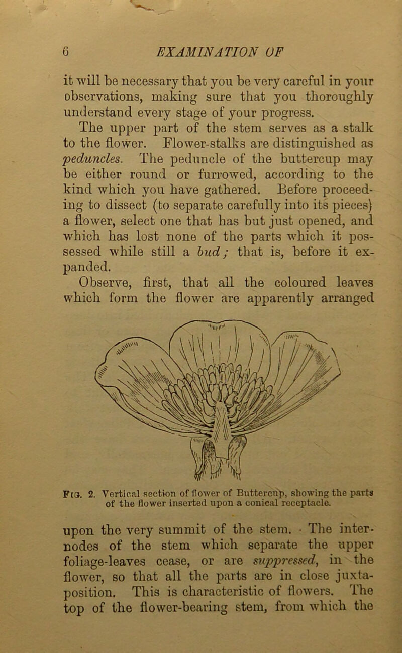 it will be necessary that you be very careful in your observations, making sure that you thoroughly understand every stage of your progress. The upper part of the stem serves as a stalk to the flower. Flower-stalks are distinguished as 'peduncles. The peduncle of the buttercup may be either round or furrowed, according to the kind which you have gathered. Before proceed- ing to dissect (to separate carefully into its pieces) a flower, select one that has but just opened, and which has lost none of the parts which it pos- sessed while still a bud; that is, before it ex- panded. Observe, first, that all the coloured leaves which form the flower are apparently arranged Fo. 2. Vertical section of flower of Buttercup, showing the parts of the flower inserted upon a conical receptacle. upon the very summit of the stem. • The inter- nodes of the stem which separate the upper foliage-leaves cease, or are suppressed, in the flower, so that all the parts are in close juxta- position. This is characteristic of flowers. The top of the flower-bearing stem, from which the