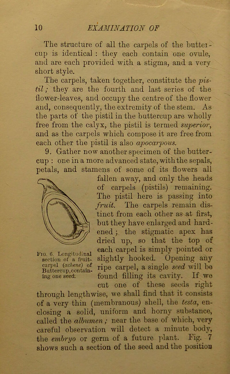 The structure of all the carpels of the huttei - cup is identical : they each contain one ovule, and are each provided with a stigma, and a very short style. The carpels, taken together, constitute the pis- til ; they are the fourth and last series of the flower-leaves, and occupy the centre of the flower and, consequently, the extremity of the stem. As the parts of the pistil in the buttercup are wholly free from the calyx, the pistil is termed superior, and as the carpels which compose it are free from each other the pistil is also apocarpous. 9. Gather now another specimen of the butter- cup : one in a more advanced state, with the sepals, petals, and stamens of some of its flowers all through lengthwise, we shall find that it consists of a very thin (membranous) shell, the testa, en- closing a solid, uniform and horny substance, called the albumen ; near the base of which, very careful observation will detect a minute body, the embryo or germ of a future plant. Fig. 7 shows such a section of the seed and the position fallen away, and only the heads of carpels (pistils) remaining. The pistil here is passing into fruit. The carpels remain dis- tinct from each other as at first, but they have enlarged and hard- ened ; the stigmatic apex has dried up, so that the top of found filling its cavity. If we cut one of these seeds right