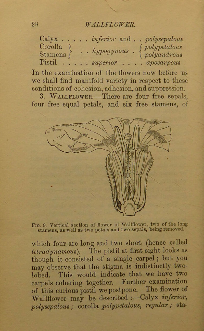 Calyx inferior and . . polysepalout Corolla 1 7 f polypetalous 0, > . . hypoqynous . < , , otamens J 1 J { polyandrous Pistil superior .... apocarpous In the examination of the flowers now before us we shall find manifold variety in respect to these conditions of cohesion, adhesion, and suppression. 3. Wallflower.—There are four free sepals, four free equal petals, and six free stamens, of Fio. 9. Vertical section of flower of Wallflower, two of the long stamens, as well as two petals and two sepals, being removed. which four are long and two short (hence called tetradynamous). The pistil at first sight looks as though it consisted of a single carpel; but you may observe that the stigma is indistinctly two- lobed. This would indicate that we have two carpels cohering together. I urther examination of this curious pistil we postpone. The flower of Wallflower may be described :—Calyx inferior, polysepalous ; corolla polypetalous, regular ; sta-