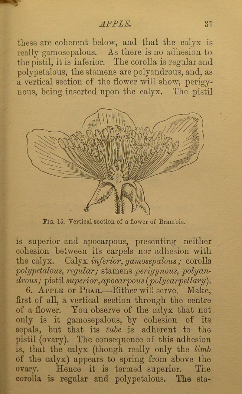 these are coherent below, and that the calyx is really gamosepalous. As there is no adhesion to the pistil, it is inferior. The corolla is regular and polypetalous, the stamens are polyandrous, and, as a vertical section of the flower will show, perigy- nous, being inserted upon the calyx. The pistil Fig. 15. Vertical section of a flower of Bramble. is superior and apocarpous, presenting neither cohesion between its carpels nor adhesion with the calyx. Calyx inferior, gamosepalous ; corolla polypetalous, regular; stamens perigynous, polyan- drous; pistil superior,apocarpous (polycarpellary). 6. Apple or Pear.—Either will serve. Make, first of all, a vertical section through the centre of a flower. You observe of the calyx that not only is it gamosepalous, by cohesion of its sepals, but that its tube is adherent to the pistil (ovary). The consequence of this adhesion is, that the calyx (though really only the limb of the calyx) appears to spring from above the ovary. Hence it is termed superior. The corolla is regular and polypetalous. The sta-