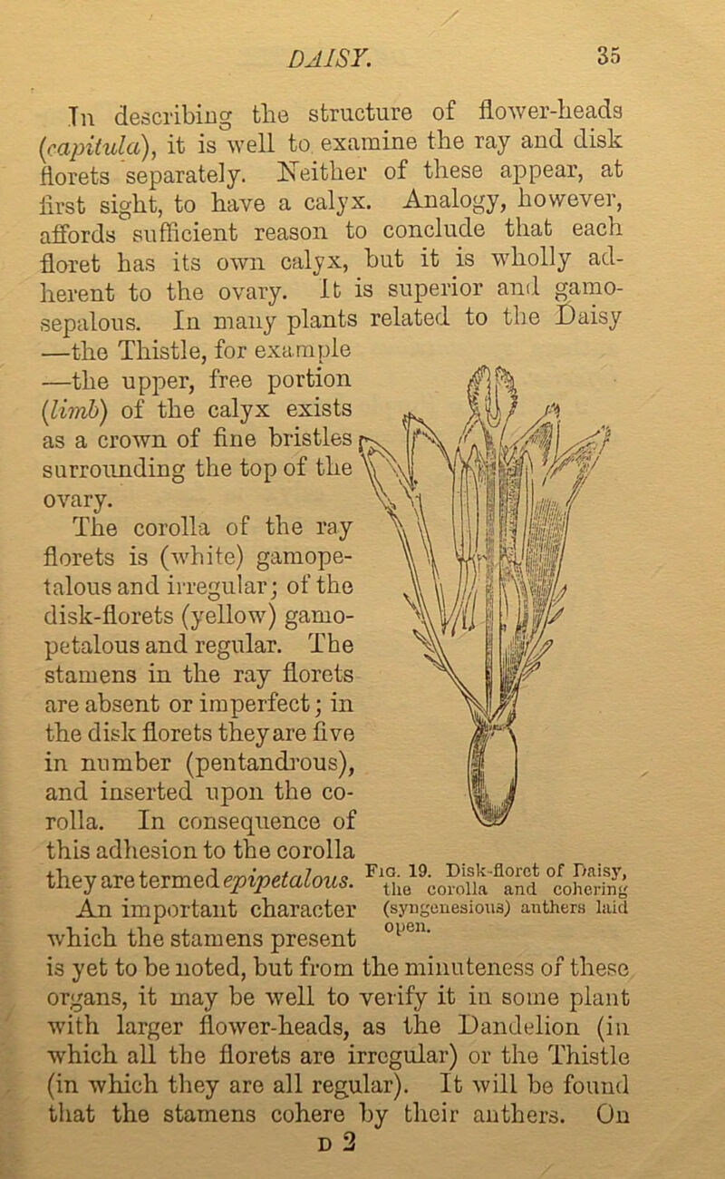 In describing the structure of flower-beads (■rapitula), it is well to. examine the ray and disk florets separately. Neither of these appear, at first sight, to have a calyx. Analogy, however, affords sufficient reason to conclude that each floret has its own calyx, hut it is wholly ad- herent to the ovary. It is superior and gamo- sepalous. In many plants related to the Daisy —the Thistle, for example —the upper, free portion (limb) of the calyx exists as a crown of fine bristles surrounding the top of the ovary. The corolla of the ray florets is (white) gamope- talous and irregular; of the disk-florets (yellow) gamo- petalous and regular. The stamens in the ray florets are absent or imperfect; in the disk florets they are five in number (pentandrous), and inserted upon the co- rolla. In consequence of this adhesion to the corolla they are termed epipetalous. F^ie19con'it'fland °Lh& An important character (syngenesious) anthers laid which the stamens present °l>en’ is yet to be noted, but from the minuteness of these organs, it may be well to verify it in some plant with larger flower-heads, as the Dandelion (in which all the florets are irregular) or the Thistle (in which they are all regular). It will be found that the stamens cohere by their anthers. On