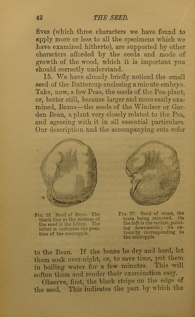 fives (which, three characters we have found to apply more or less to all the specimens which we have examined hitherto), are supported hy other characters afforded hy the seeds and mode of growth of the wood, which it is important you should correctly understand. 15. We have already briefly noticed the small seed of the Buttercup enclosing a minute embryo. Take, now, a few Peas, the seeds of the Pea-plant, or, better still, because larger and more easily exa- mined, Beans—the seeds of the Windsor or Gar- den Bean, a plant very closely related to the Pea, and agreeing with it in all essential particulars. Our description and the accompanying cuts refer to the Bean. If the beans he dry and hard, let them soak over-night, or, to save time, put them in boiling water for a few minutes. Ibis will soften them and render their examination easy. Observe, first, the black stripe on the edge of the seed. This indicates tne part by which the Fig. 23. Seed of Benn. The black line at the bottom of the seed is the hilum. The letter m indicates the posi- tion of the micropyle. Fro. 2T. Seed of same, the testa being removed. On the left is the radicle, point- ing downwards; its ex- tremity corresponding to the micropyle.
