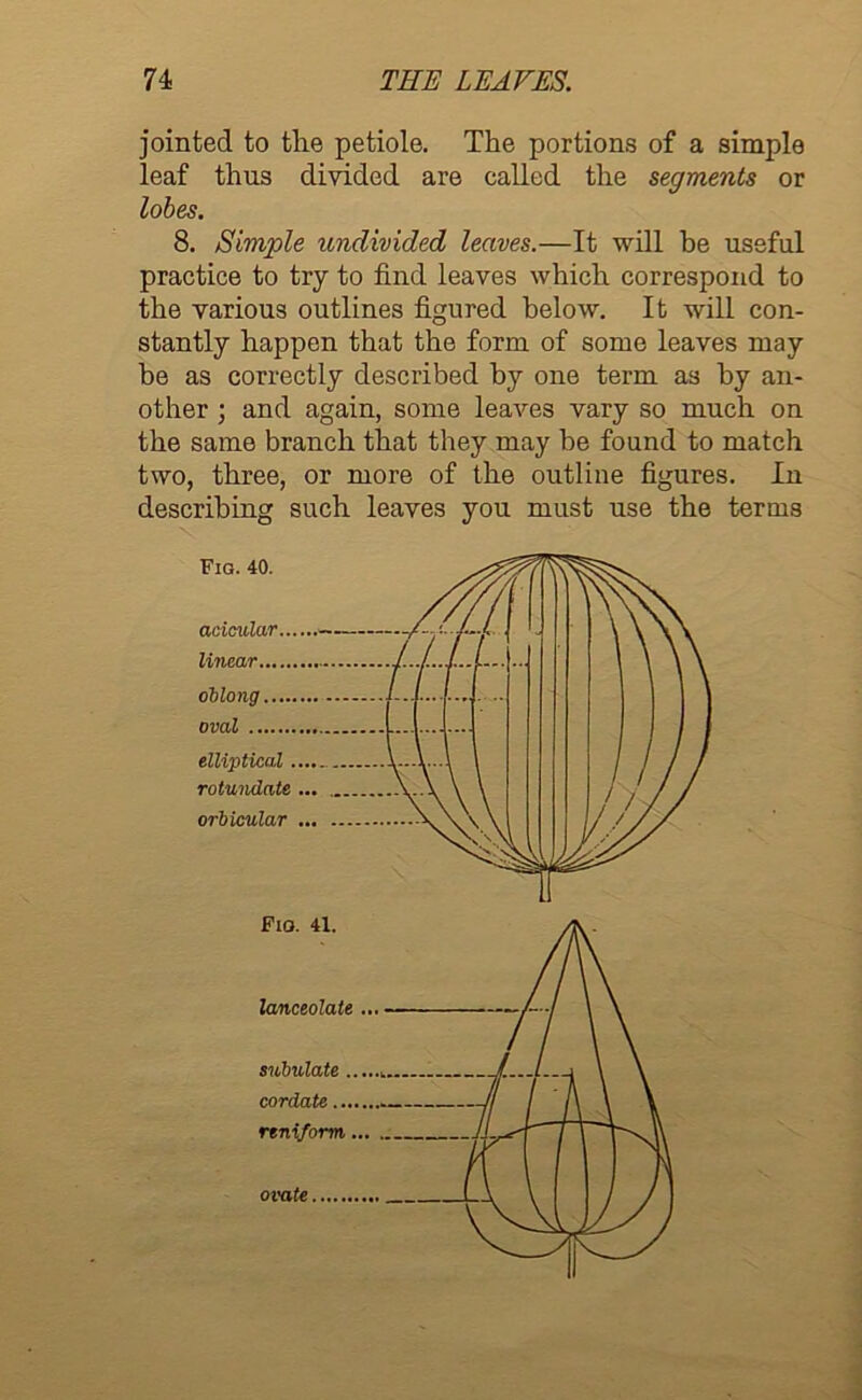 jointed to the petiole. The portions of a simple leaf thus divided are called the segments or lobes. 8. Simple undivided leaves.—It will be useful practice to try to find leaves which correspond to the various outlines figured below. It will con- stantly happen that the form of some leaves may be as correctly described by one term as by an- other ; and again, some leaves vary so much on the same branch that they may be found to match two, three, or more of the outline figures. lu describing such leaves you must use the terms