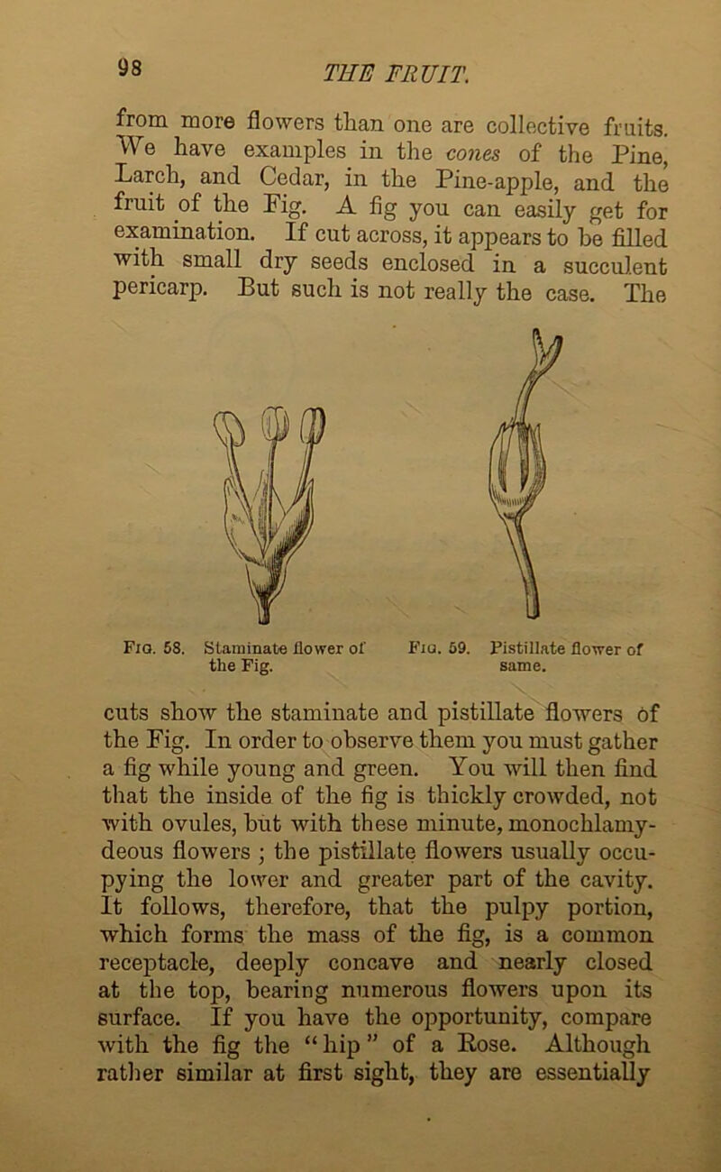 from more flowers than one are collective fruits. We have examples in the cones of the Pine, Larch, and Cedar, in the Pine-apple, and the fruit of the Fig. A fig you can easily get for examination. If cut across, it appears to he filled with small dry seeds enclosed in a succulent pericarp. But such is not really the case. The Fxa. 58. Staminate flower ol' Fiu. 59. Pistillate flower of the Fig. same. cuts show the staminate and pistillate flowers of the Fig. In order to observe them you must gather a fig while young and green. You will then find that the inside of the fig is thickly crowded, not with ovules, hut with these minute, inonochlamy- deous flowers ; the pistillate flowers usually occu- pying the lower and greater part of the cavity. It follows, therefore, that the pulpy portion, which forms the mass of the fig, is a common receptacle, deeply concave and nearly closed at the top, bearing numerous flowers upon its surface. If you have the opportunity, compare with the fig the “ hip ” of a Rose. Although rather similar at first sight, they are essentially