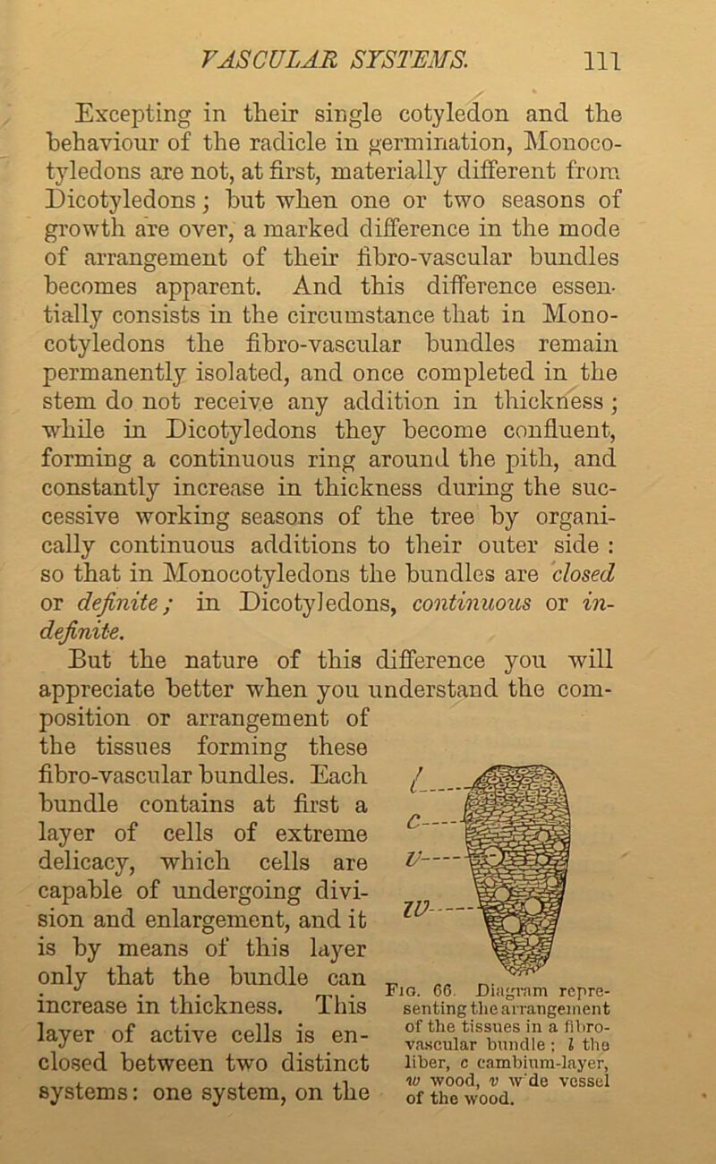 Excepting in their single cotyledon and the behaviour of the radicle in germination, Monoco- tyledons are not, at first, materially different from Dicotyledons; but when one or two seasons of growth are over, a marked difference in the mode of arrangement of their fibro-vascular bundles becomes apparent. And this difference essen- tially consists in the circumstance that in Mono- cotyledons the fibro-vascular bundles remain permanently isolated, and once completed in the stem do not receive any addition in thickness ; while in Dicotyledons they become confluent, forming a continuous ring around the pith, and constantly increase in thickness during the suc- cessive working seasons of the tree by organi- cally continuous additions to their outer side : so that in Monocotyledons the bundles are dosed or definite; in Dicotyledons, continuous or in- definite. But the nature of this difference you will appreciate better when you understand the com- position or arrangement of the tissues forming these fibro-vascular bundles. Each bundle contains at first a layer of cells of extreme delicacy, which cells are capable of undergoing divi- sion and enlargement, and it is by means of this layer only that the bundle can _ „ _ J .... . Fig. 66 Diagram repre- mcrease m thickness. ibis senting the arrangement lavpr of activp pplk is pn- of the tissues in a fibro- layei oi active ceils IS en vascular bundle; l the closed between two distinct liber, c cambium-layer, . __ . ,-i to wood, v w'de vessel systems: one system, on the 0f the wood. IV-—-