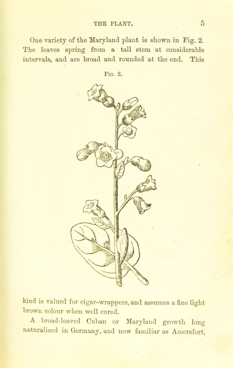 One variety of the Maryland plant is shown in Fig. 2. The leaves spring from a tall stem at considerable intervals, and are broad and rounded at the end. This Fig. 2. kind is valued for cigar-wrappers, and assumes a fine light brown colour when well cured. A broad-leaved Cuban or Maryland growth long naturalized in Germany, and now familiar as Amcrsfort,