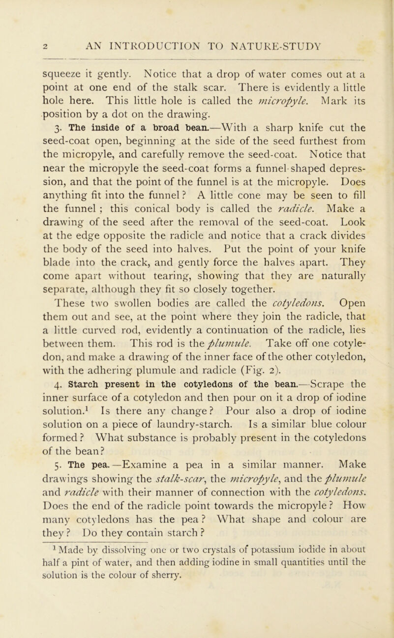 squeeze it gently. Notice that a drop of water comes out at a point at one end of the stalk scar. There is evidently a little hole here. This little hole is called the micropyle. Mark its position by a dot on the drawing. 3. The inside of a broad bean.—With a sharp knife cut the seed-coat open, beginning at the side of the seed furthest from the micropyle, and carefully remove the seed-coat. Notice that near the micropyle the seed-coat forms a funnel shaped depres- sion, and that the point of the funnel is at the micropyle. Does anything fit into the funnel ? A little cone may be seen to fill the funnel ; this conical body is called the radicle. Make a drawing of the seed after the removal of the seed-coat. Look at the edge opposite the radicle and notice that a crack divides the body of the seed into halves. Put the point of your knife blade into the crack, and gently force the halves apart. They come apart without tearing, showing that they are naturally separate, although they fit so closely together. These two swollen bodies are called the cotyledons. Open them out and see, at the point where they join the radicle, that a little curved rod, evidently a continuation of the radicle, lies between them. This rod is the plumule. Take off one cotyle- don, and make a drawing of the inner face of the other cotyledon, with the adhering plumule and radicle (Fig. 2). 4. Starch present in the cotyledons of the bean.—Scrape the inner surface of a cotyledon and then pour on it a drop of iodine solution.1 Is there any change? Pour also a drop of iodine solution on a piece of laundry-starch. Is a similar blue colour formed? What substance is probably present in the cotyledons of the bean? 5. The pea.—Examine a pea in a similar manner. Make drawings showing the stalk-scar, the micropyle, and the plumule and radicle with their manner of connection with the cotyledons. Does the end of the radicle point towards the micropyle ? How many cotyledons has the pea ? What shape and colour are they ? Do they contain starch ? 1 Made by dissolving one or two crystals of potassium iodide in about half a pint of water, and then adding iodine in small quantities until the solution is the colour of sherry.