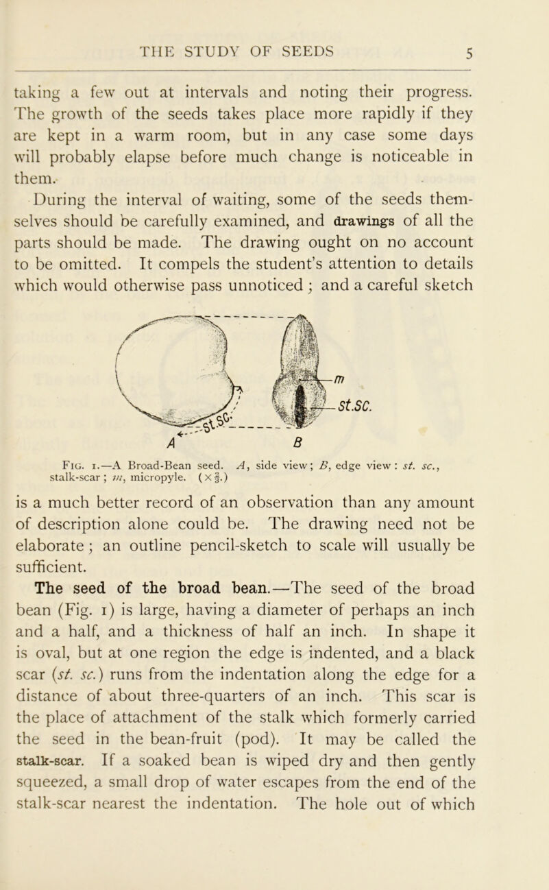 taking a few out at intervals and noting their progress. The growth of the seeds takes plaee more rapidly if they are kept in a warm room, but in any case some days will probably elapse before much change is noticeable in them. During the interval of waiting, some of the seeds them- selves should be carefully examined, and drawings of all the parts should be made. The drawing ought on no account to be omitted. It compels the student’s attention to details which would otherwise pass unnoticed ; and a careful sketch Fig. i.—A Broad-Bean seed. A, side view; B, edge view: st. sc., stalk-scar; m, inicropyle. (X§.) is a much better record of an observation than any amount of description alone could be. The drawing need not be elaborate; an outline pencil-sketch to scale will usually be sufficient. The seed of the broad bean.—The seed of the broad bean (Fig. i) is large, having a diameter of perhaps an inch and a half, and a thickness of half an inch. In shape it is oval, but at one region the edge is indented, and a black scar (st. sc.) runs from the indentation along the edge for a distance of about three-quarters of an inch. This scar is the place of attachment of the stalk which formerly carried the seed in the bean-fruit (pod). It may be called the stalk-scar. If a soaked bean is wiped dry and then gently squeezed, a small drop of water escapes from the end of the stalk-scar nearest the indentation. The hole out of which