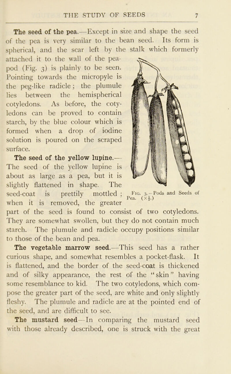 The seed of the pea.—Except in size and shape the seed of the pea is very similar to the bean seed. Its form is spherical, and the scar left by the stalk which formerly attached it to the wall of the pea- pod (Fig. 3) is plainly to be seen. Pointing towards the micropyle is the peg-like radicle; the plumule lies between the hemispherical cotyledons. As before, the coty- ledons can be proved to contain starch, by the blue colour which is formed when a drop of iodine solution is poured on the scraped surface. The seed of the yellow lupine.— The seed of the yellow lupine is about as large as a pea, but it is slightly flattened in shape. The Seed-COat is prettily mottled ; Fig. 3. -Pods and Seeds of F J 5 Pea. (x*.) when it is removed, the greater part of the seed is found to consist of two cotyledons. They are somewhat swollen, but they do not contain much starch. The plumule and radicle occupy positions similar to those of the bean and pea. The vegetable marrow seed.—This seed has a rather curious shape, and somewhat resembles a pocket-flask. It is flattened, and the border of the seed-coat is thickened and of silky appearance, the rest of the “ skin ” having some resemblance to kid. The two cotyledons, which com- pose the greater part of the seed, are white and only slightly fleshy. The plumule and radicle are at the pointed end of the seed, and are difficult to see. The mustard seed—In comparing the mustard seed with those already described, one is struck with the great